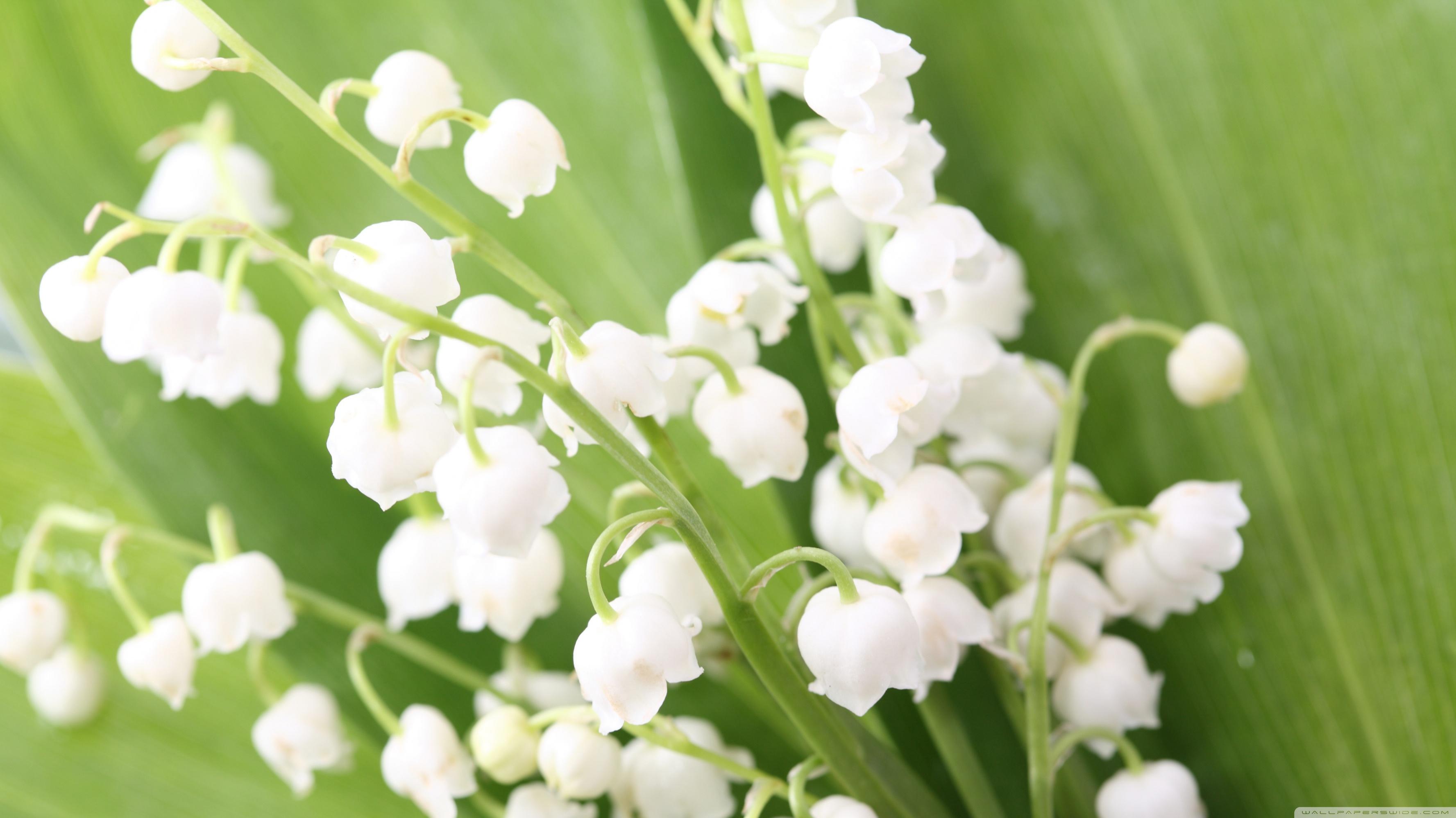 Lily Of The Valley ❤ 4K HD Desktop Wallpaper for 4K Ultra HD TV