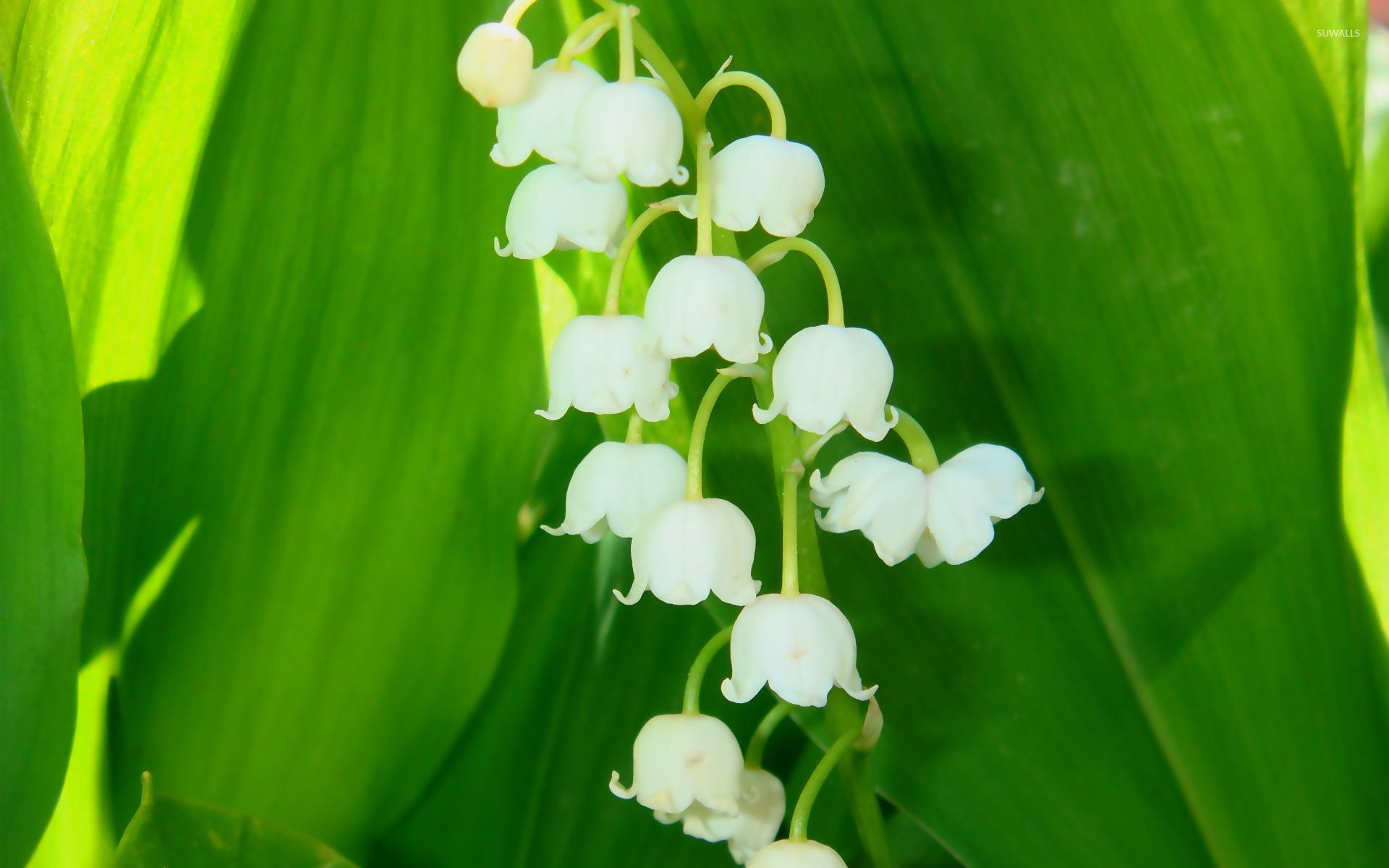 Lily of the valley [6] wallpaper wallpaper