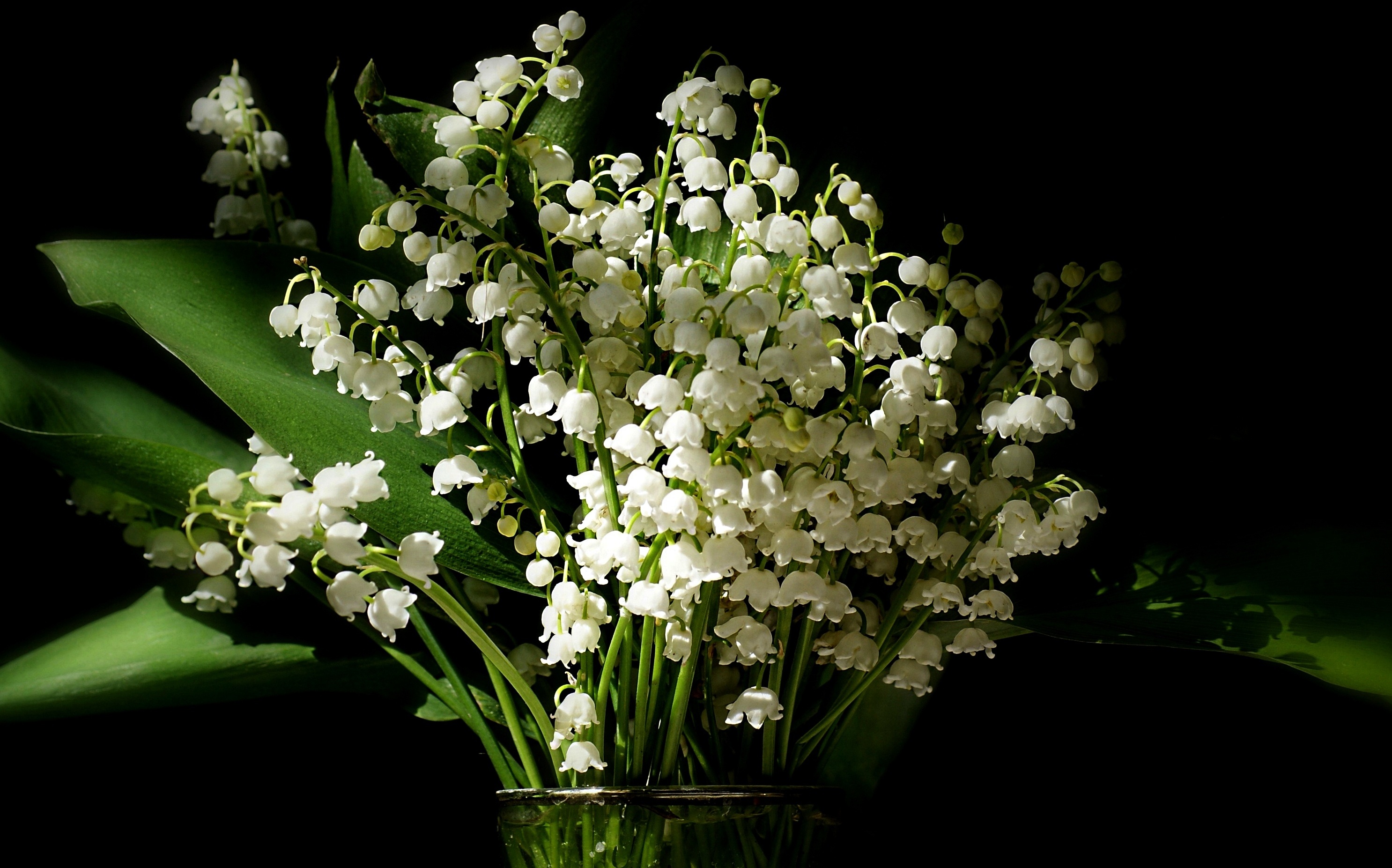 Lilies of the Valley HD Wallpaper. Background Imagex1853