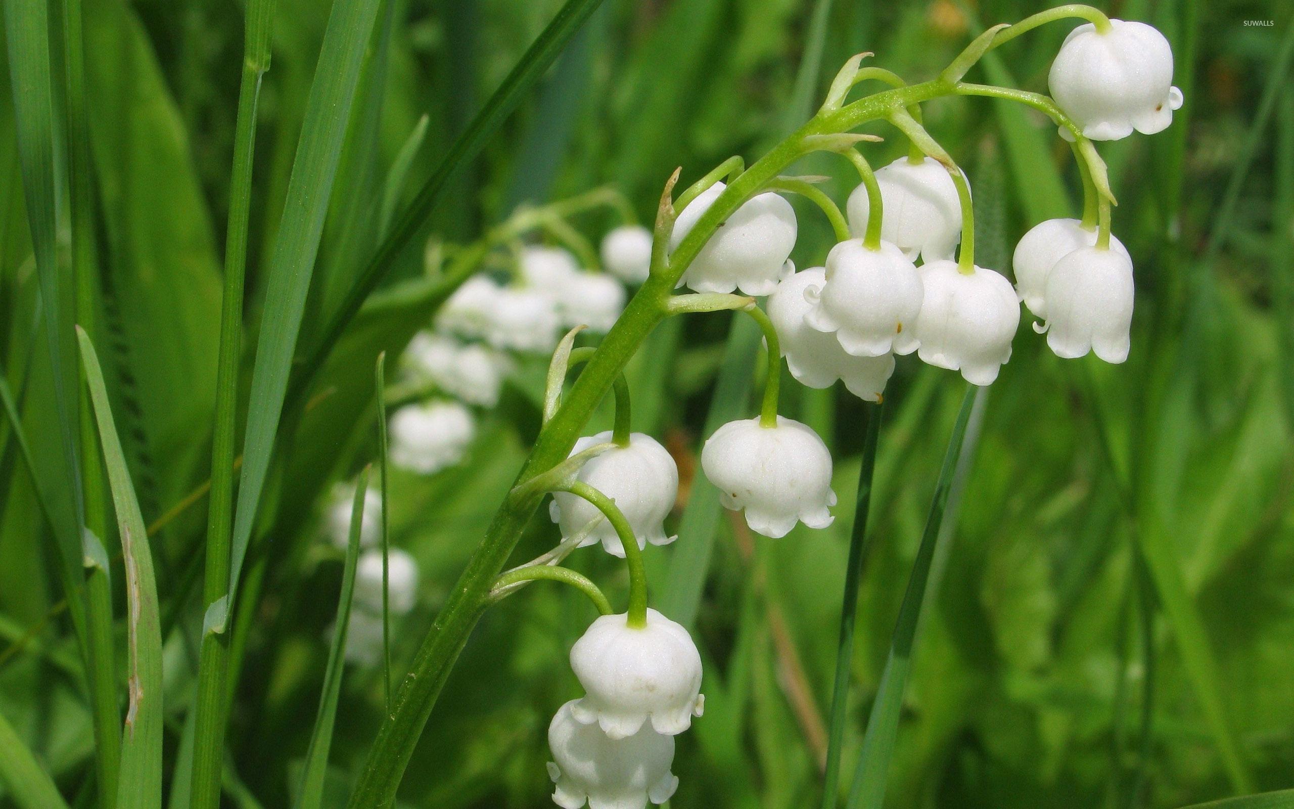 Lily Of The Valley Wallpaper 5 X 1600