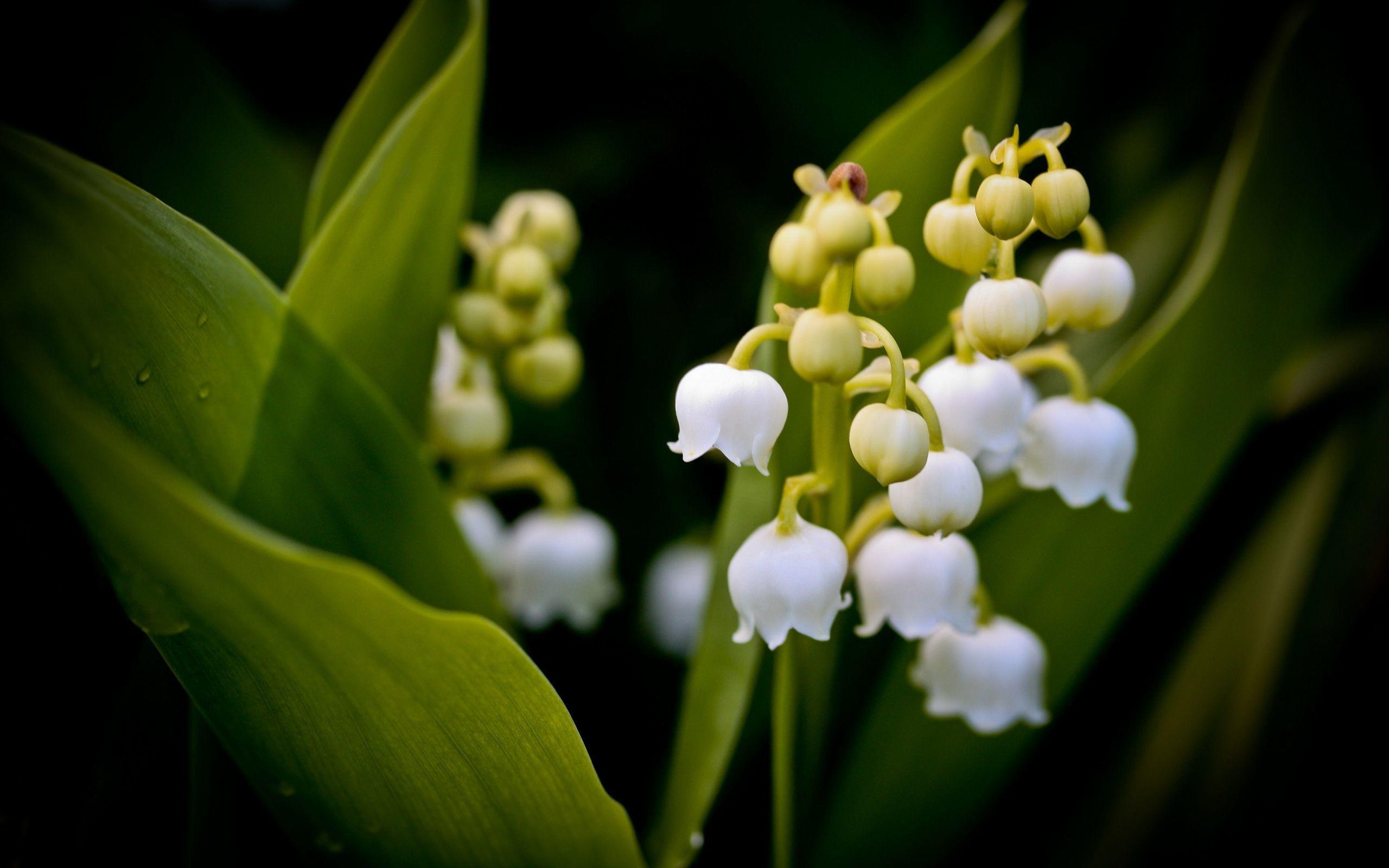 Lily of the valley Wallpaper