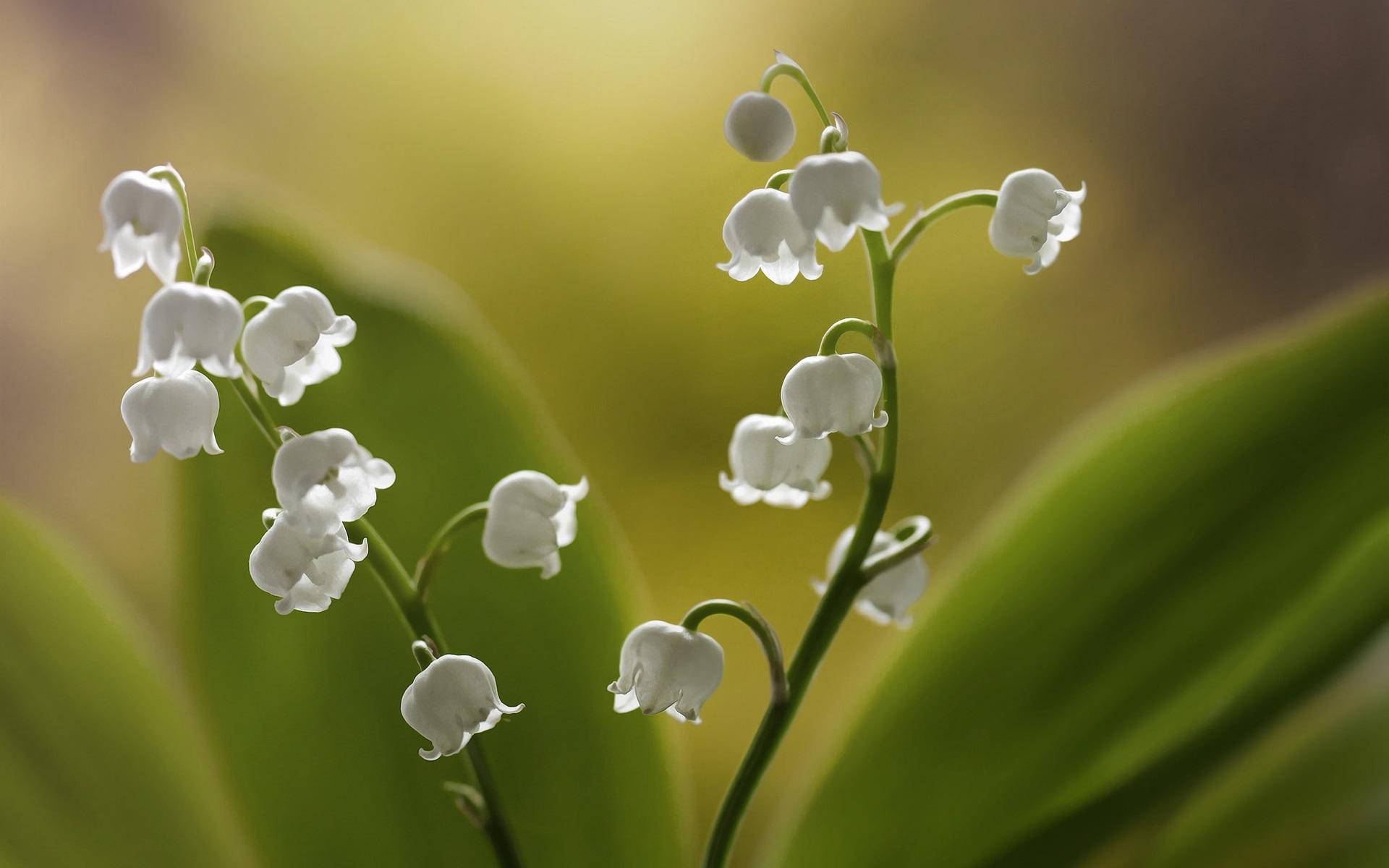 PixLith - Lily Of The Valley Wallpaper