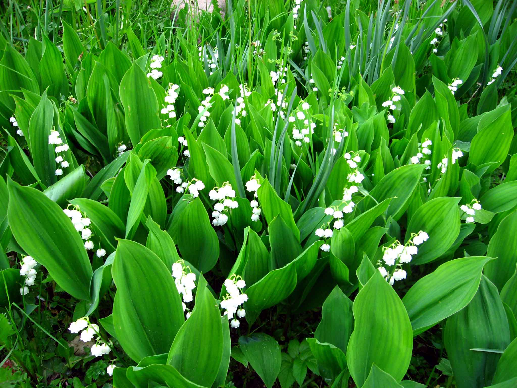 Lily Of The Valley Flower HD Wallpaper
