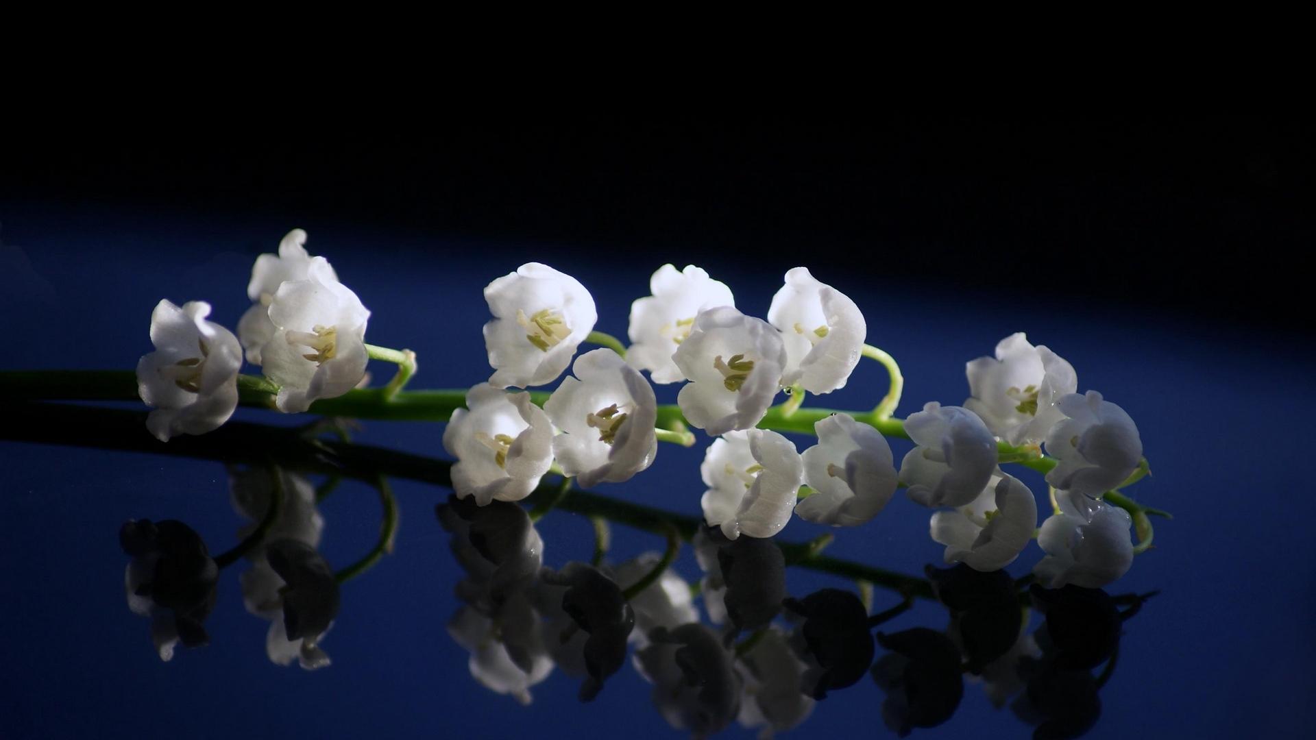 Download wallpaper 1920x1080 lily of the valley, close up, spring