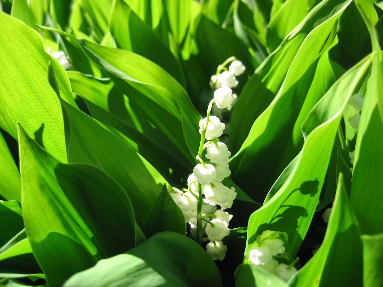 Lily of the Valley Wallpaper Flowers Nature Wallpaper in jpg format