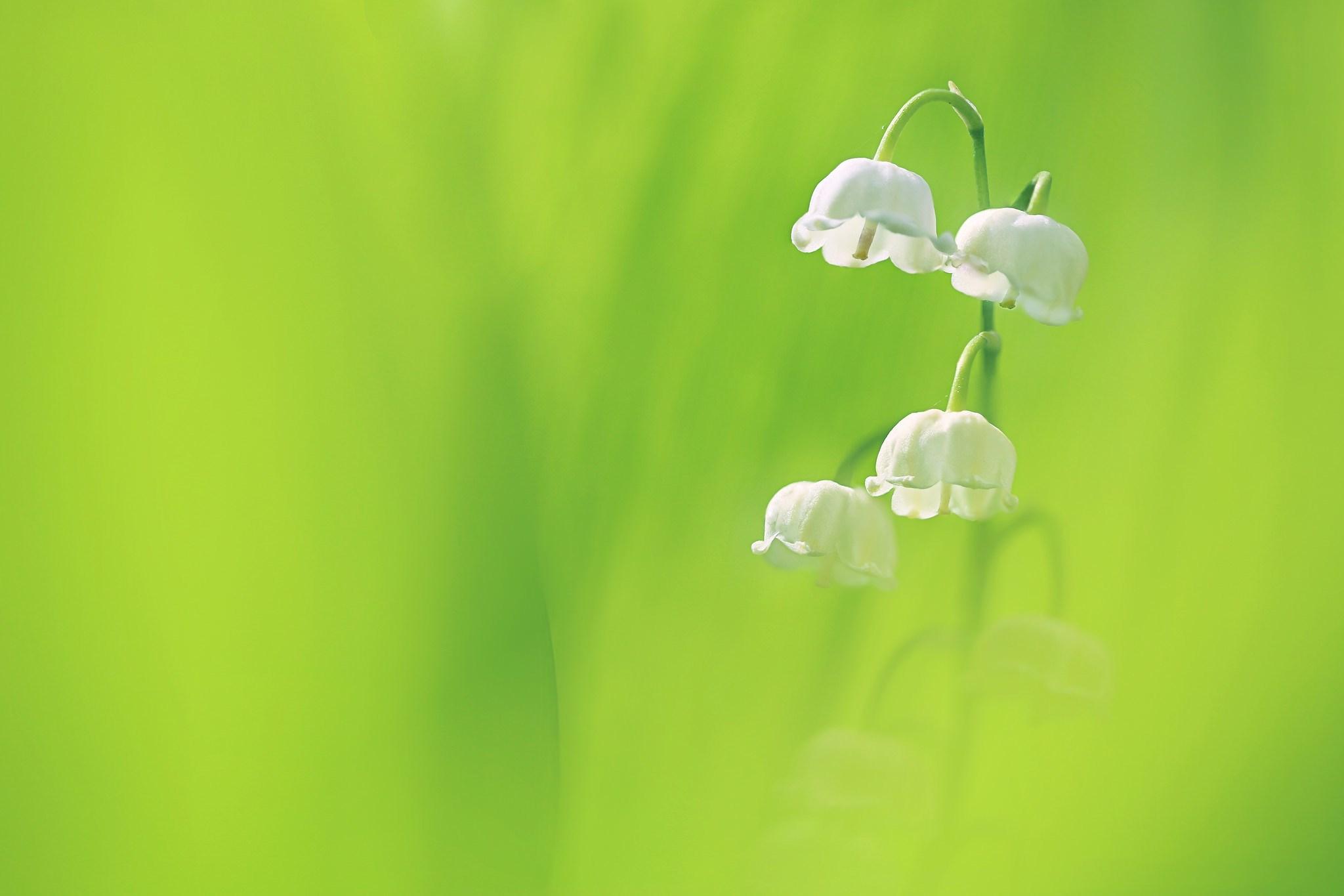 wallpaper image lily of the valley