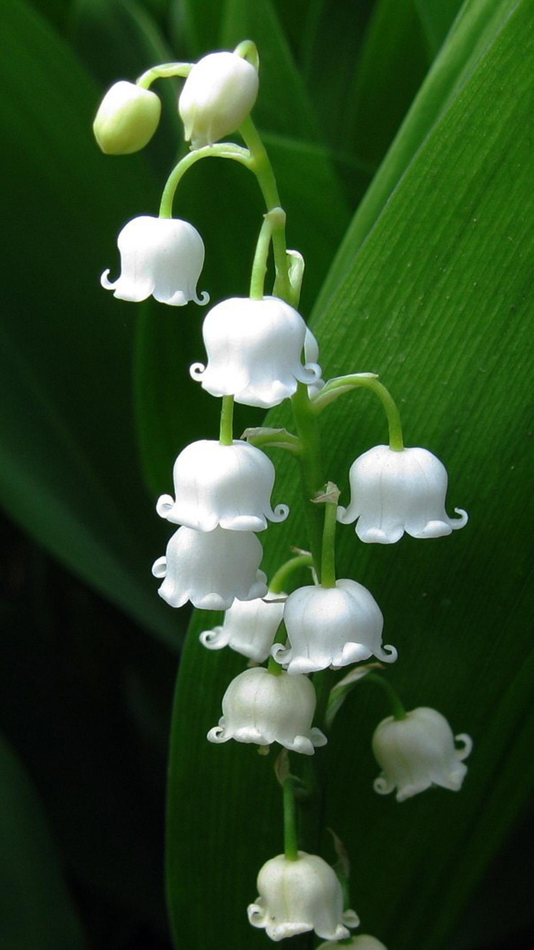 Nature Lily Of Valley iPhone 8 Wallpaper Download. iPhone