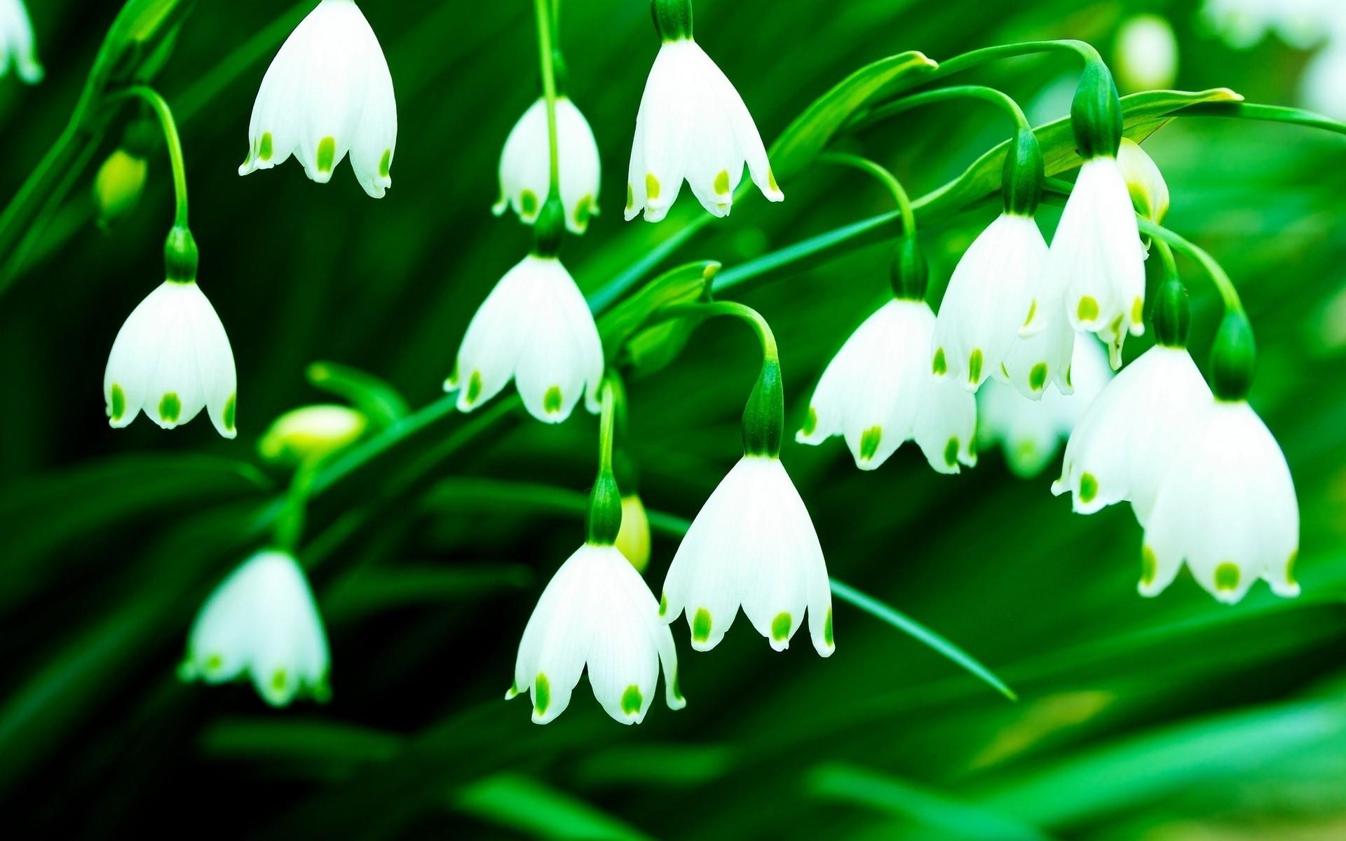 Lily of the Valley Wallpaper