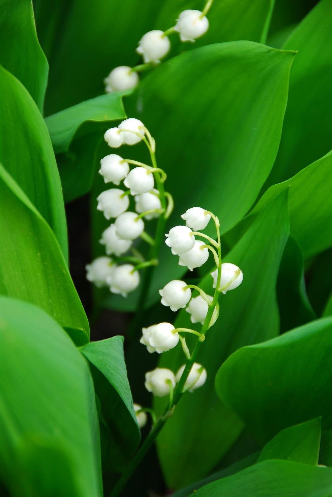 Lily Of The Valley Wallpaper High Quality