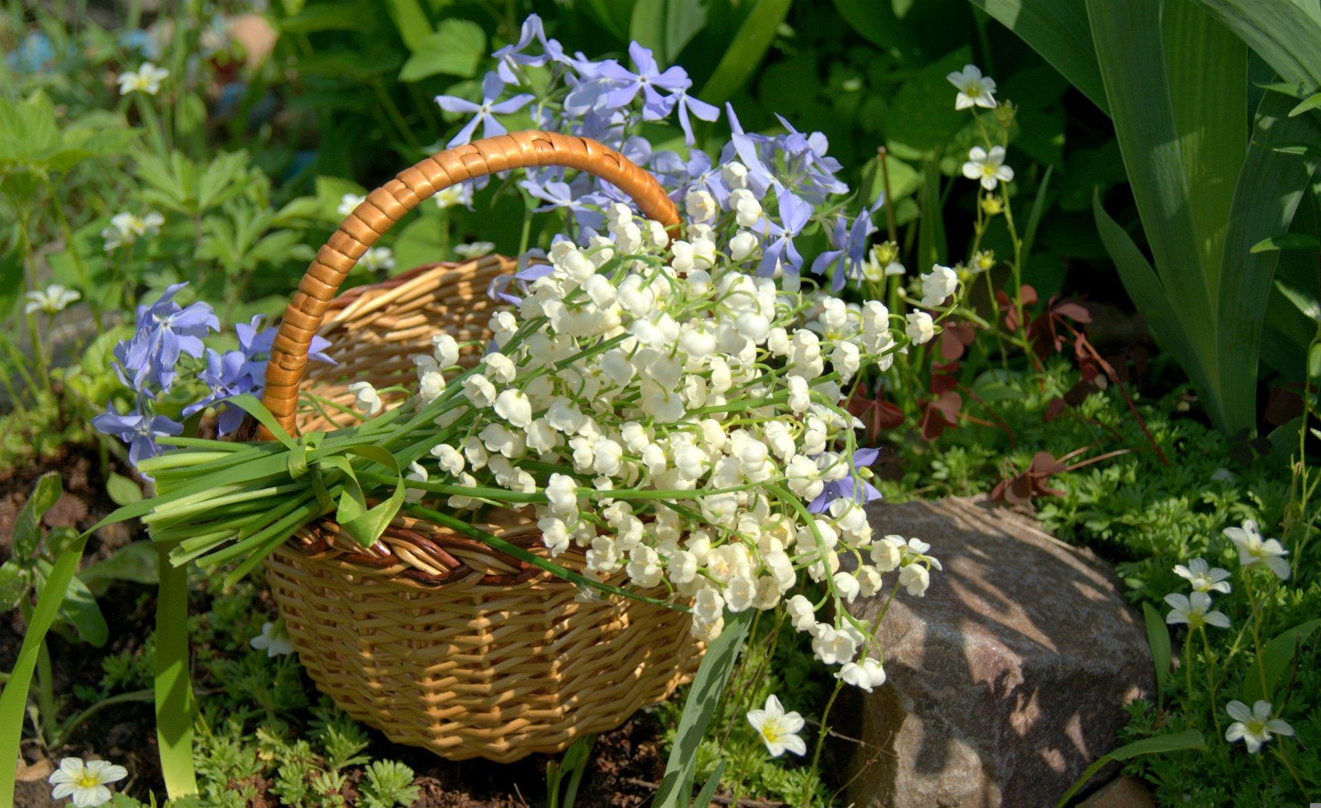 Lilies of the Valley in Basket HD Wallpaper. Background Image