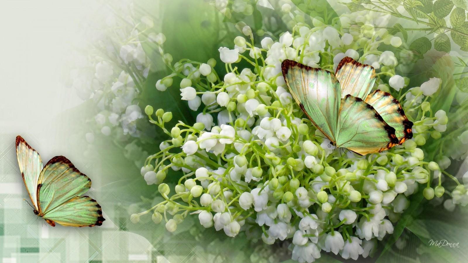 Butterfly Lily Valley HD desktop wallpaper, Widescreen, High