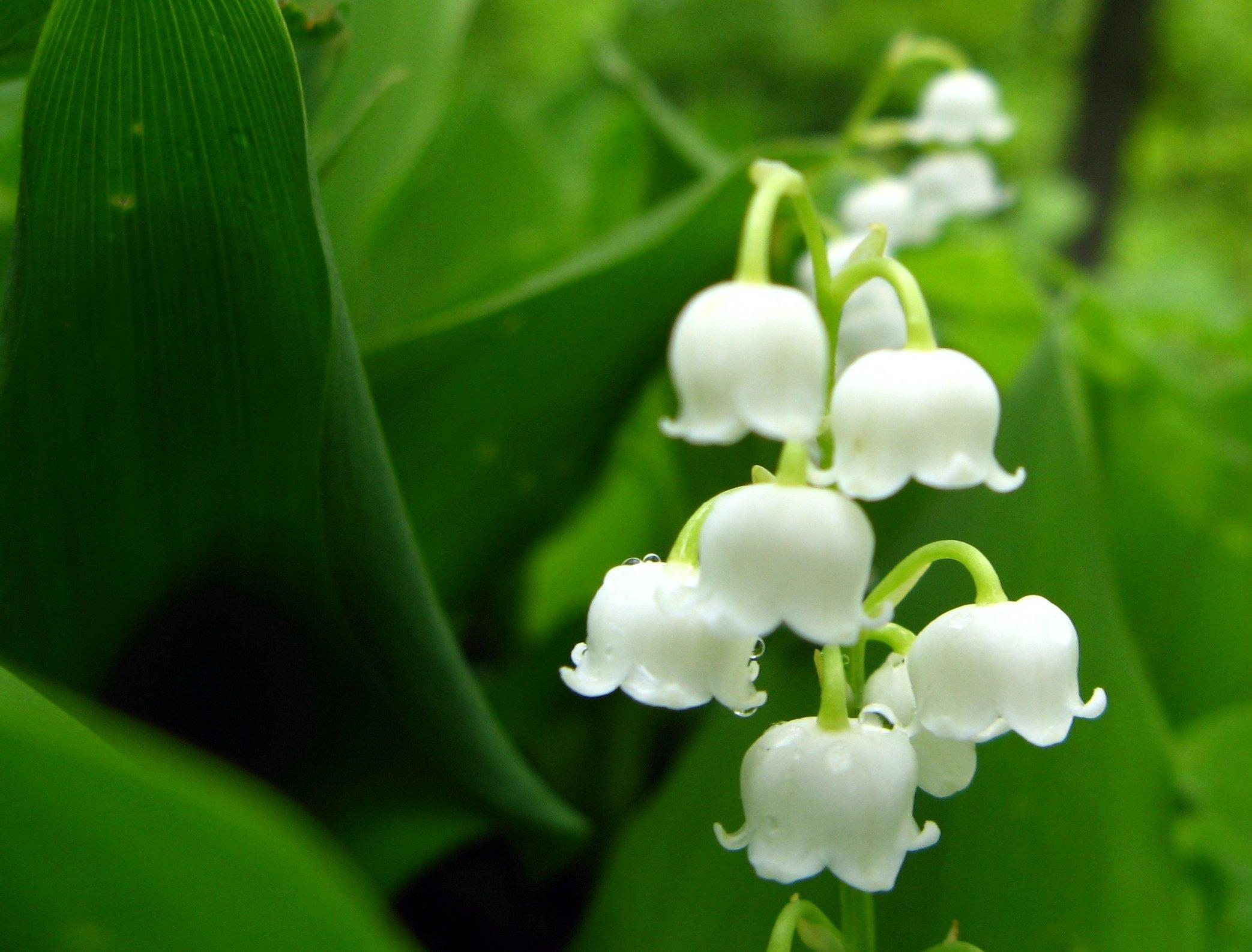 Lily Of The Valley Image , 1226x1108. All For Desktop