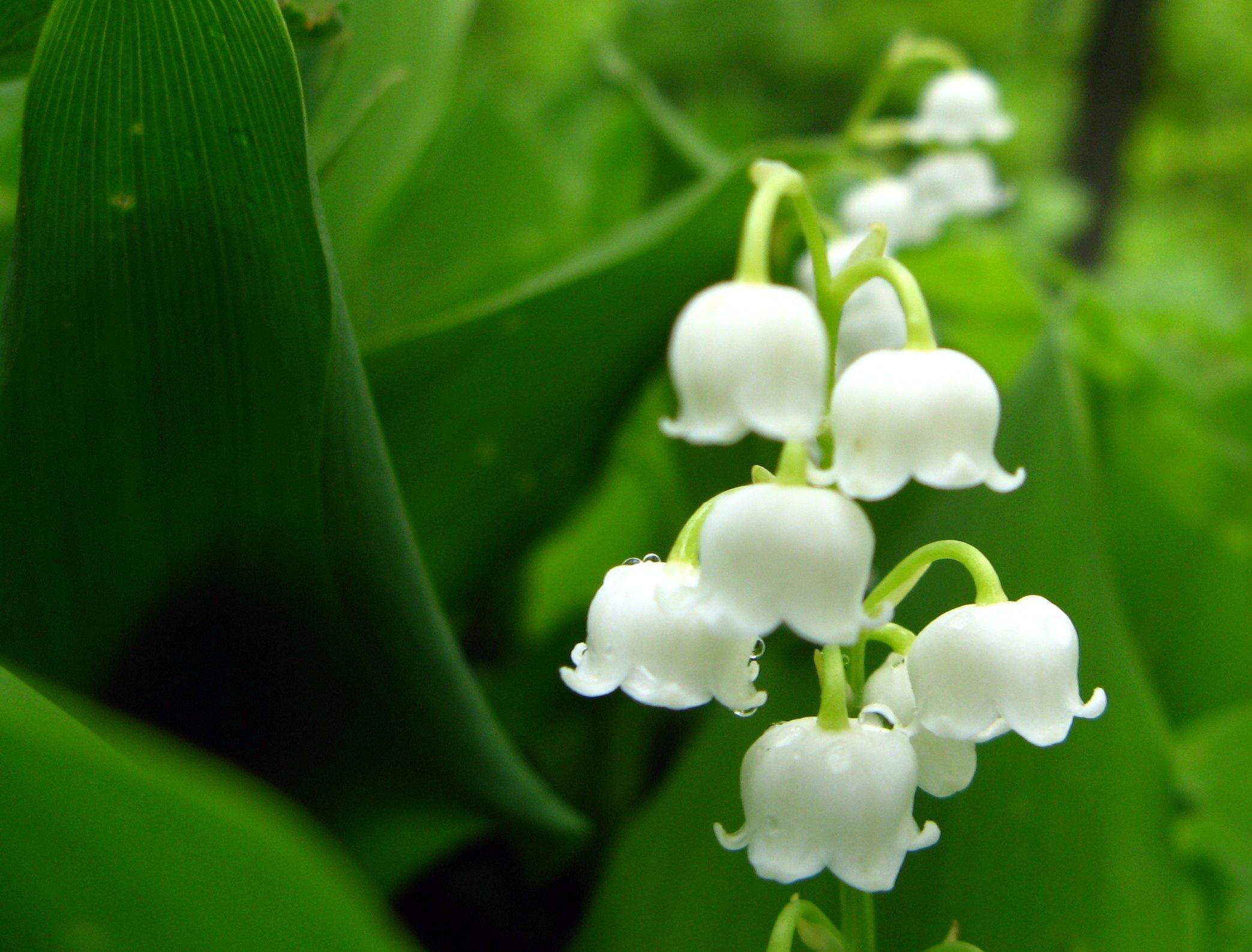 Lily Of The Valley Image # 1226x1108. All For Desktop