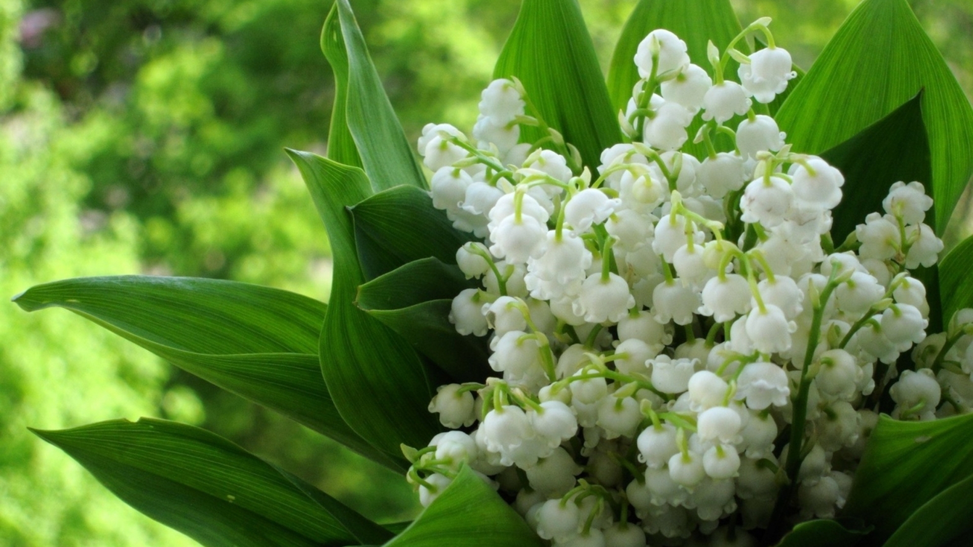 2560x1600px Lily Of The Valley Wallpaper