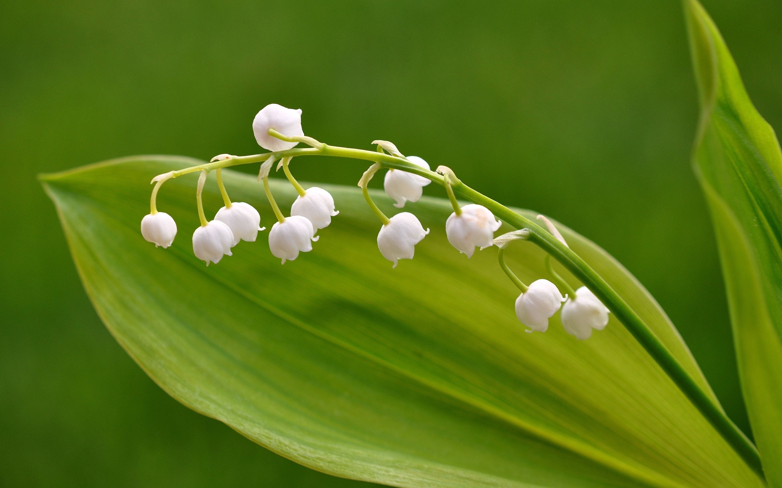 pixels), Lily of the valley, desk wallpaper