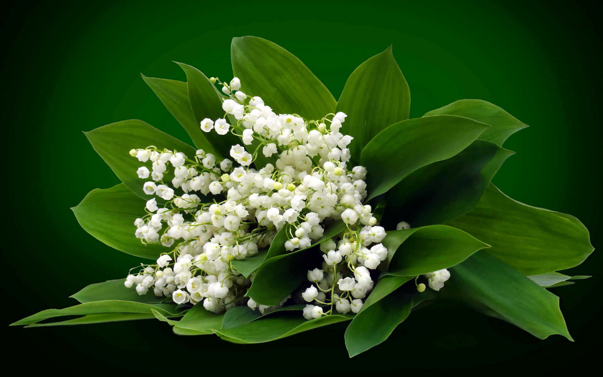 White Lily Of The Valley wallpaper. White Lily Of The Valley stock