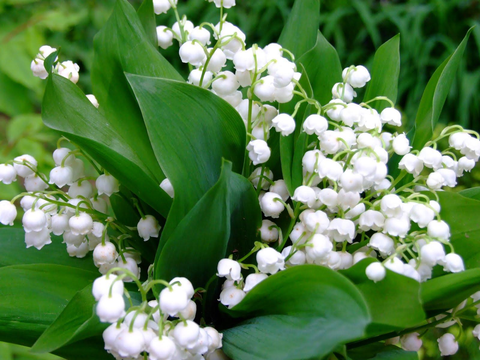 Lily Of The Valley Bouquet # 1600x1200. All For Desktop