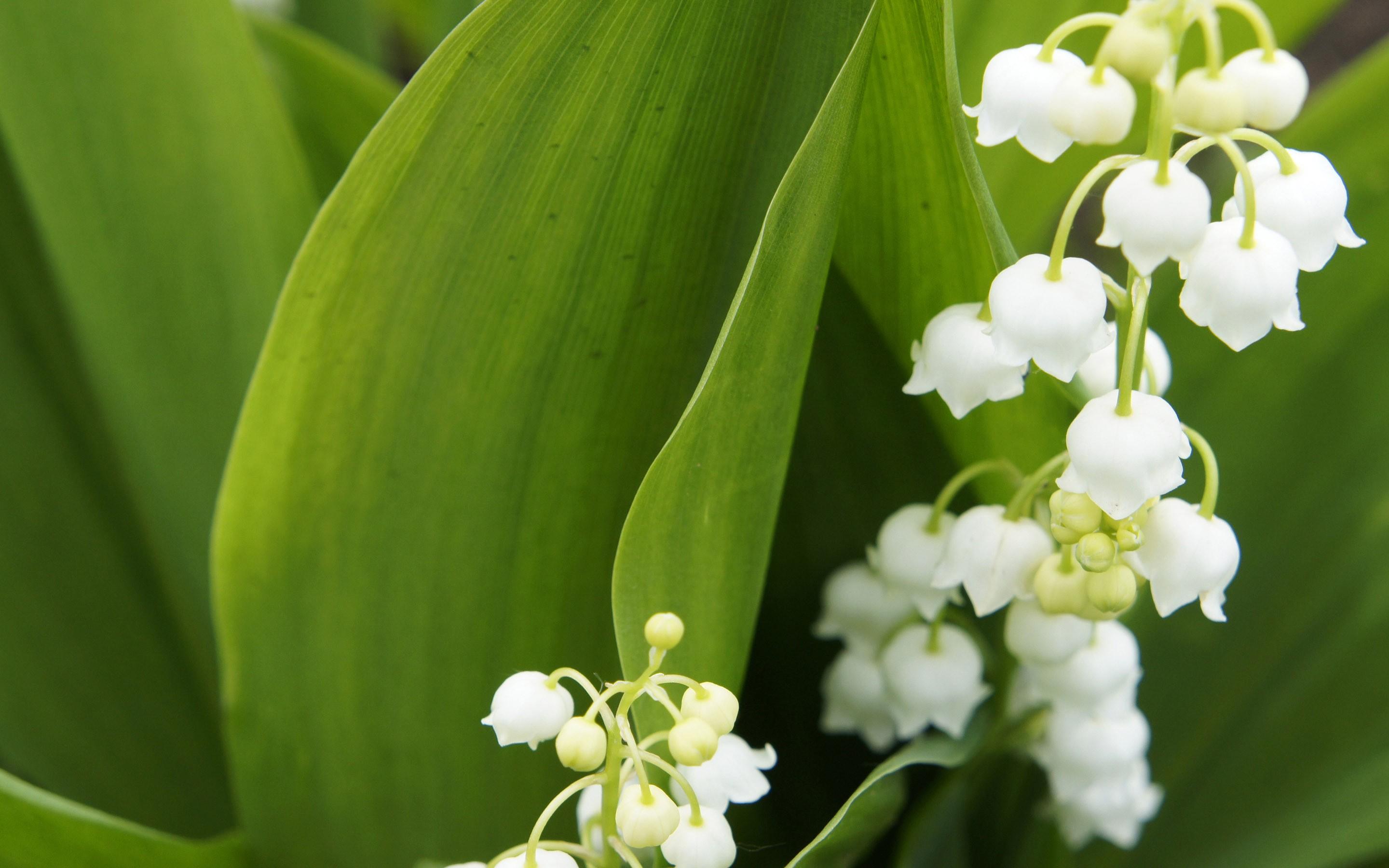 Lily Of The Valley Wallpaper HD