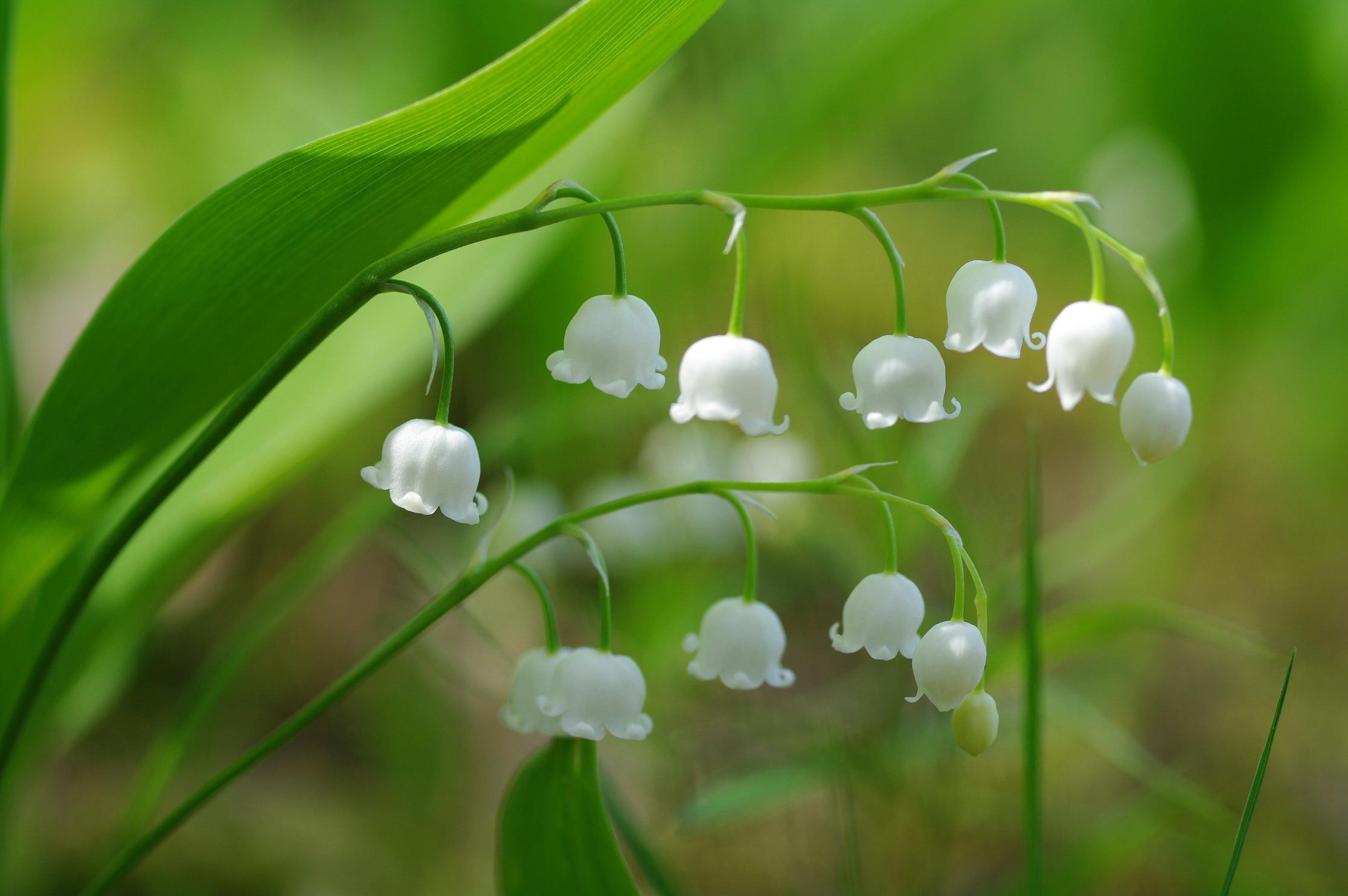 Lily Of The Valley HD Wallpaper