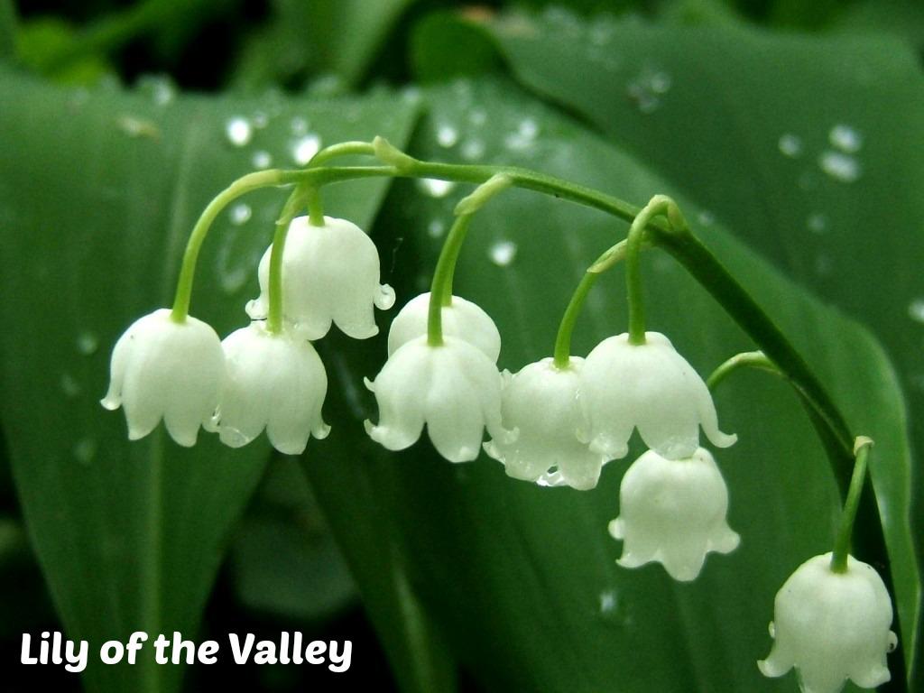 Lily of the valley Wallpaper