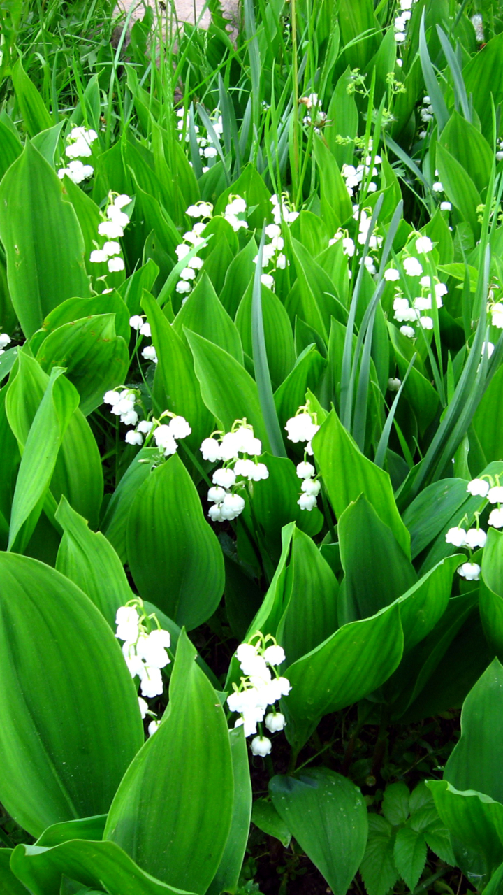 Lily Of The Valley Wallpaper PC #UH3E146. EDecorati.com™