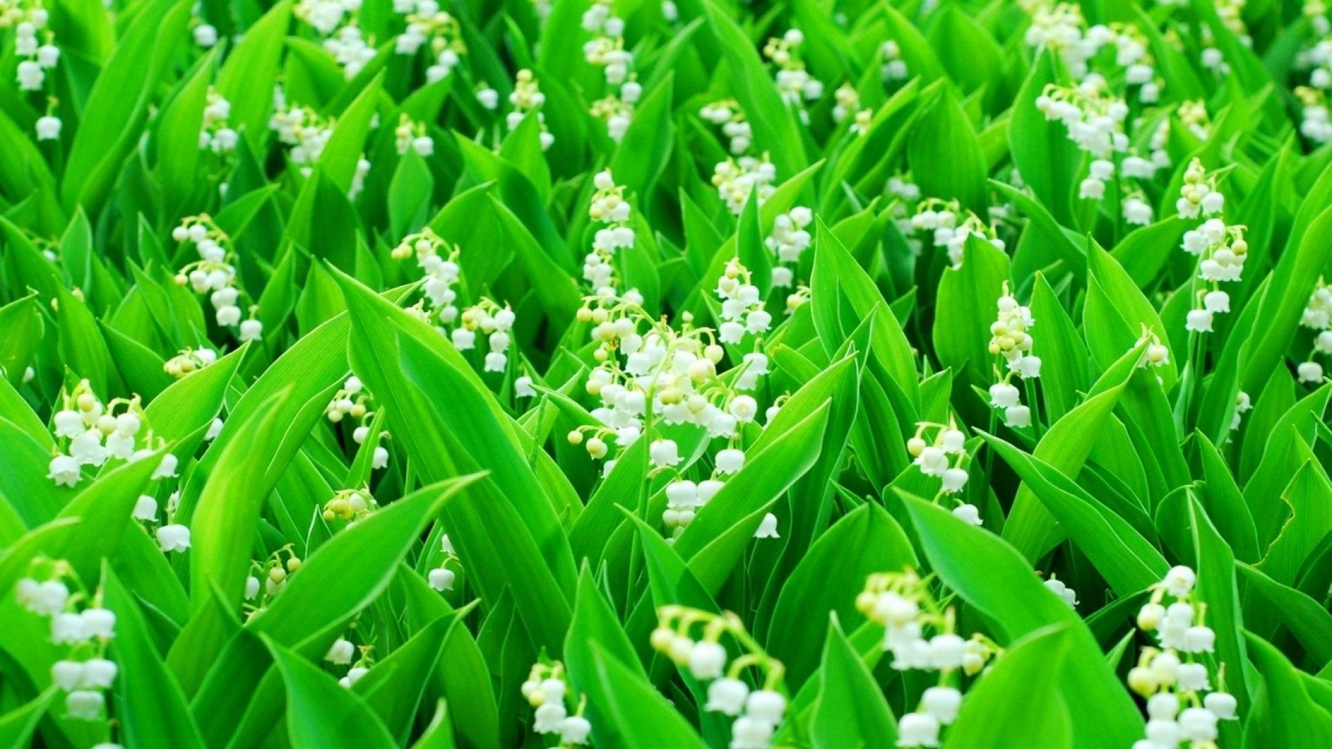 Wallpaper Lily of the Valley, white flowers, green leaves 1920x1080