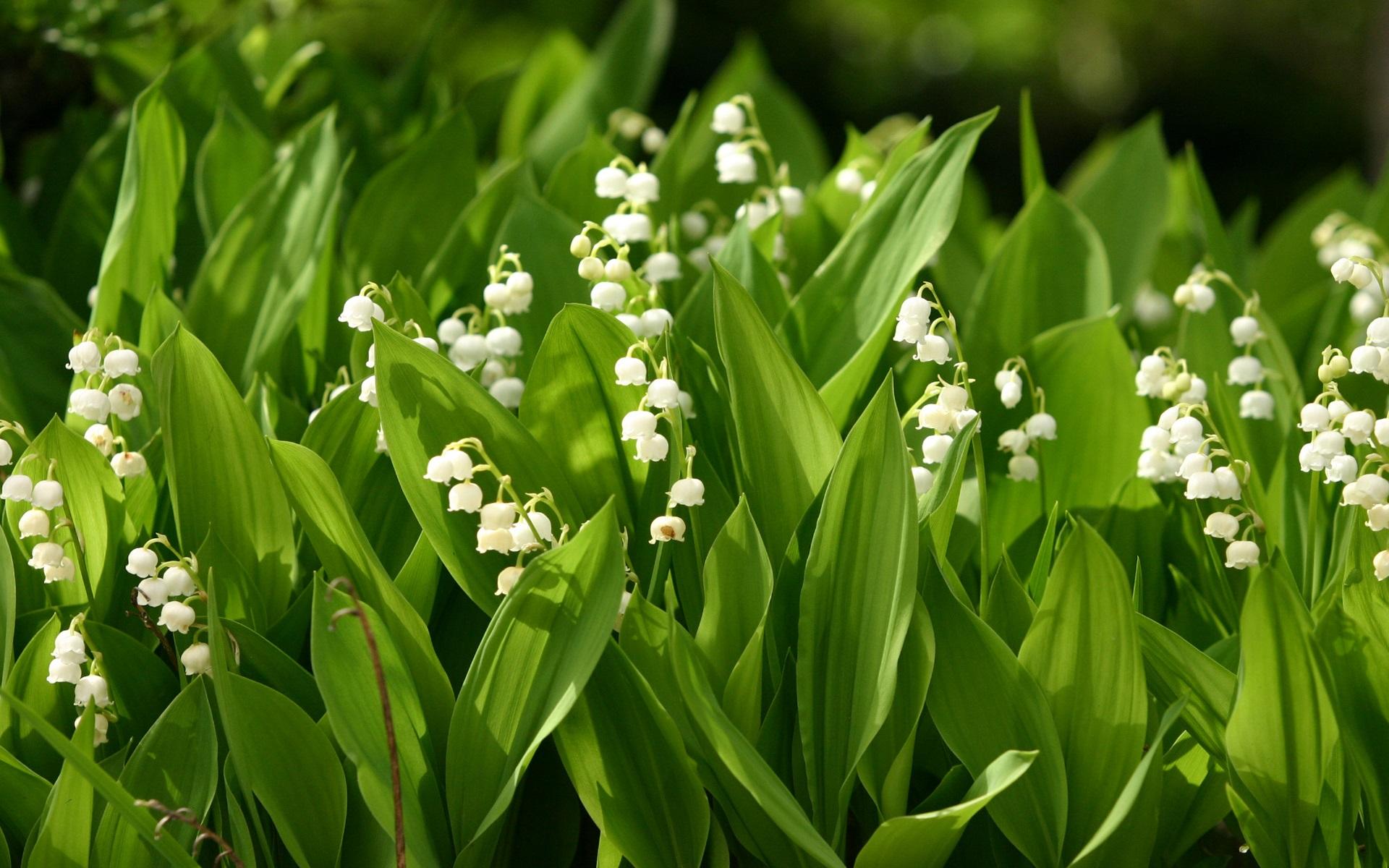 Lily Of The Valley Wallpapers - Wallpaper Cave