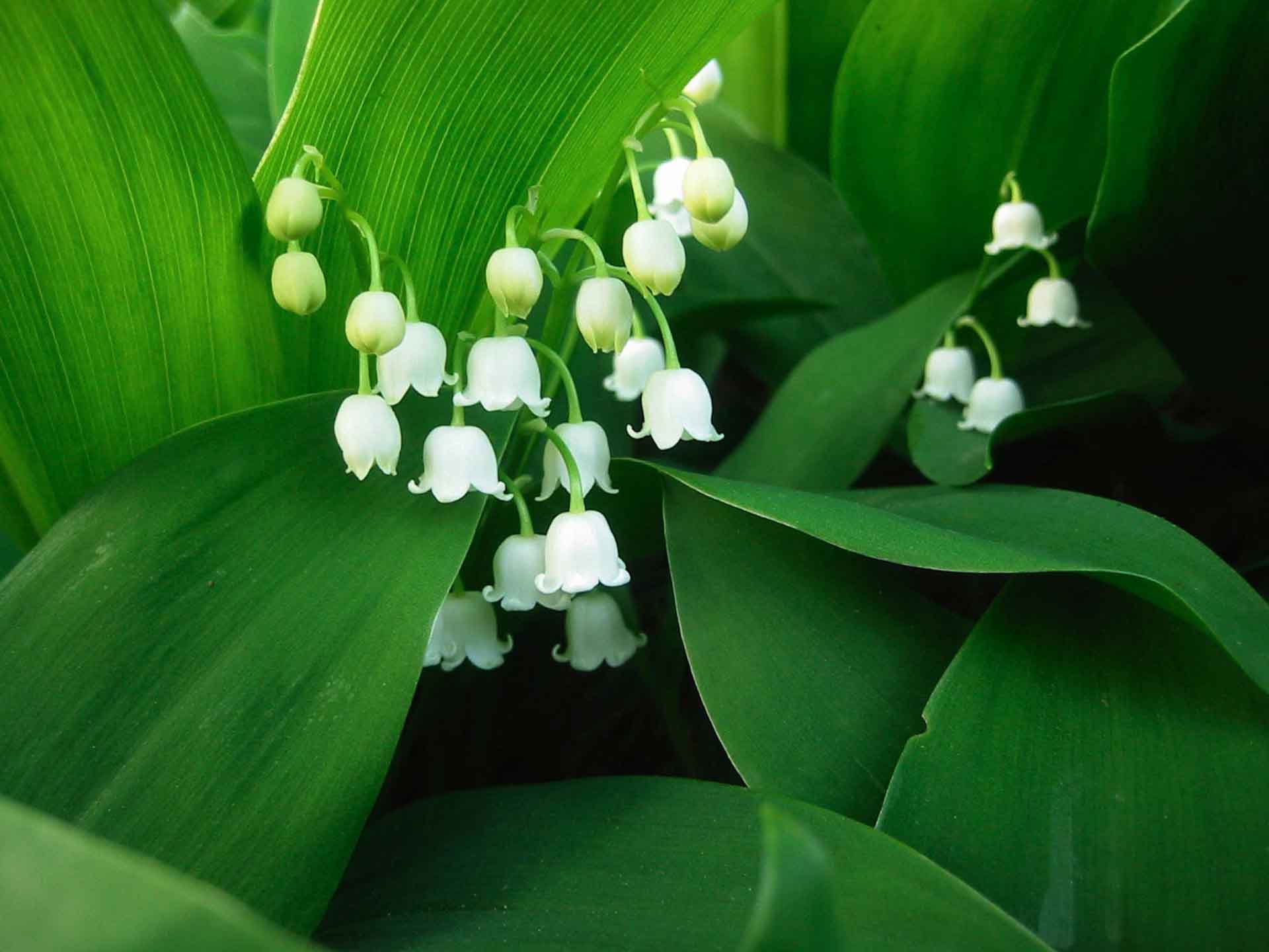 Lily Of The Valley Wallpaper