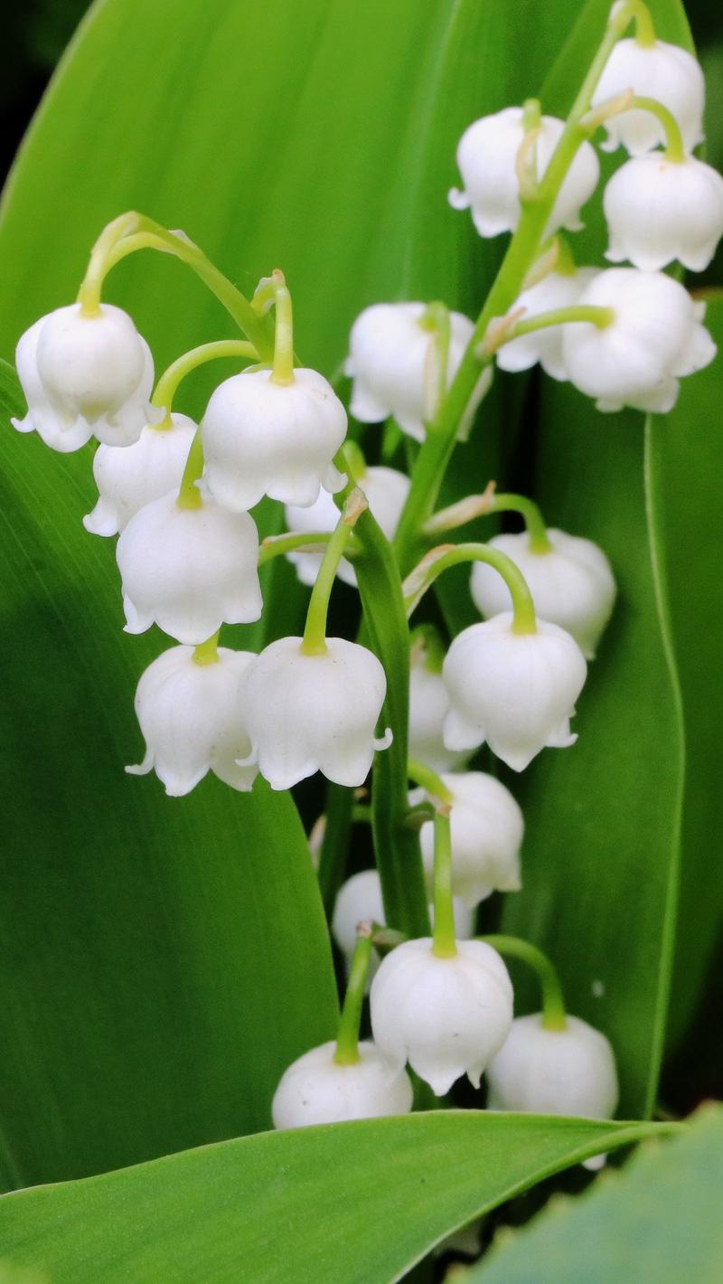 Download wallpaper 800x1420 lily of the valley, flowers, leaves