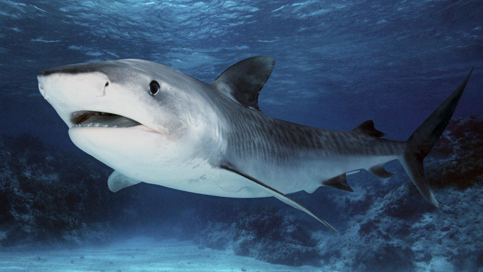 Tiger Shark HD Wallpaper and Background Image