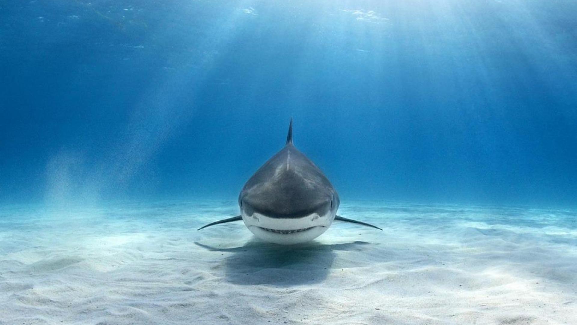 Shark Wallpaper