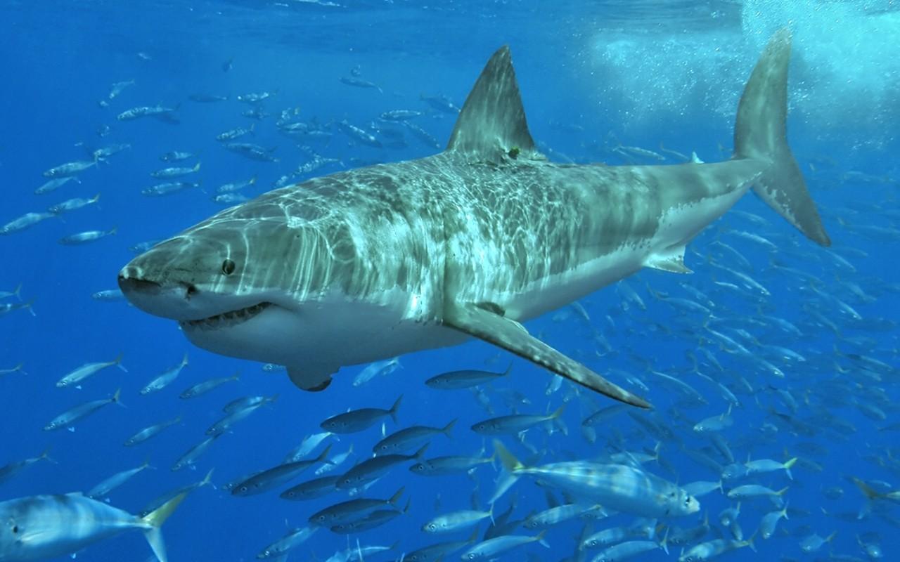 Tiger Shark Wallpapers - Wallpaper Cave