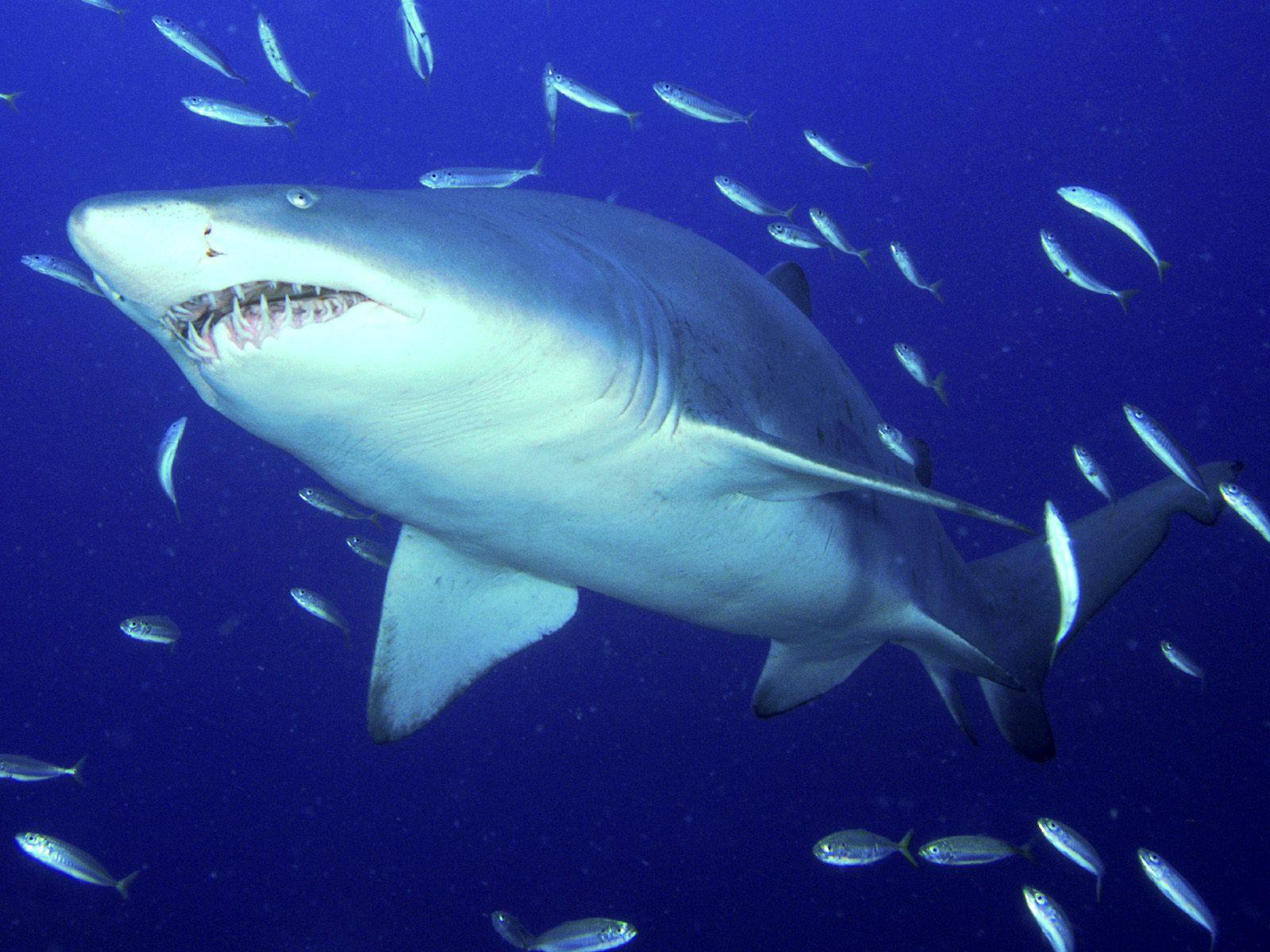 Predator Sand Tiger Shark Wallpaper