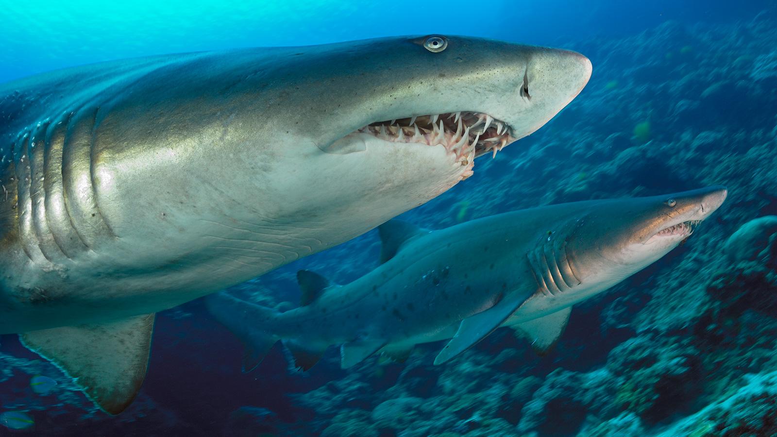 Sand Tiger Shark Wallpaper