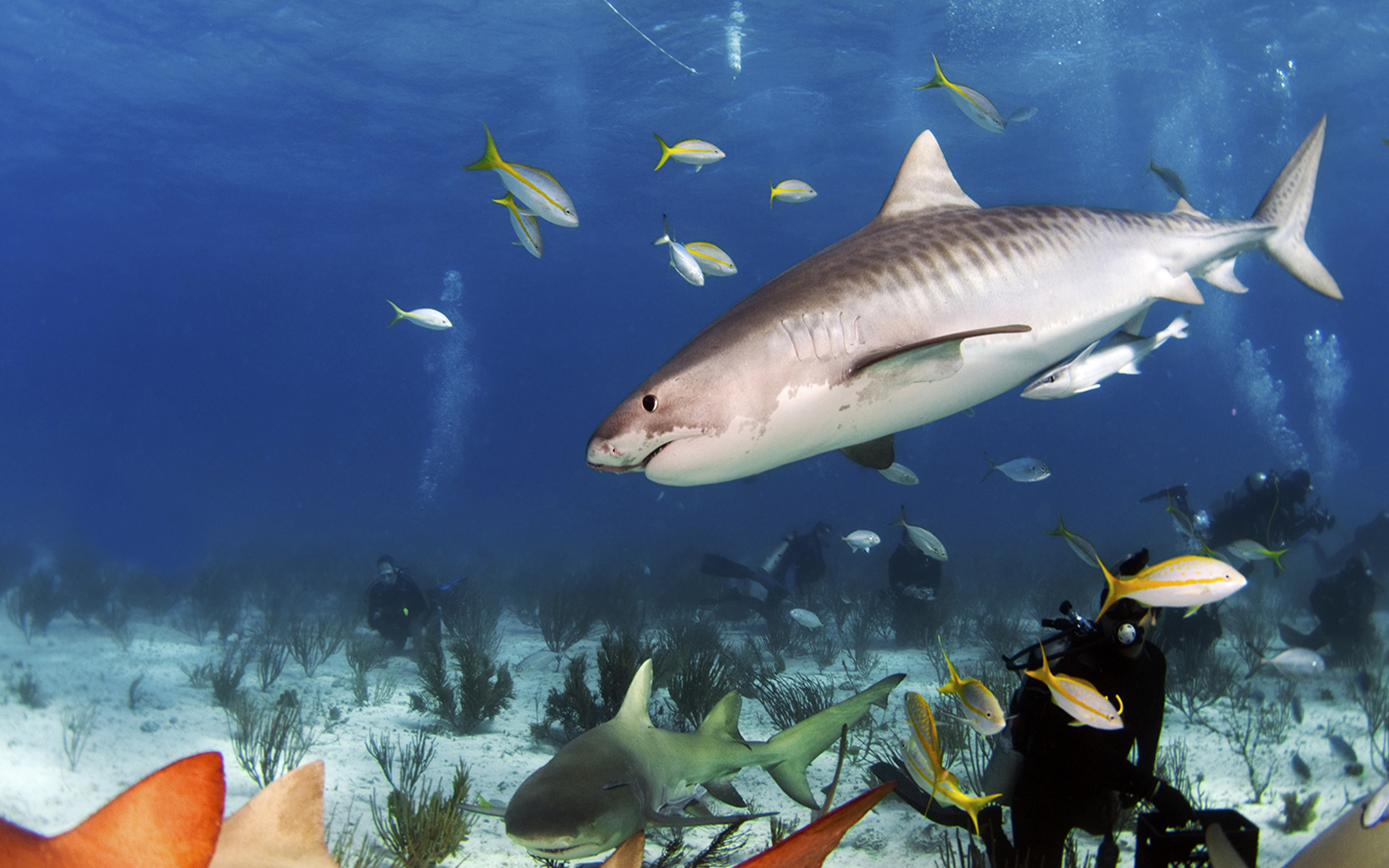 Sand Tiger Shark Ocean Underwater World Sharks Reef Fish Wallpaper