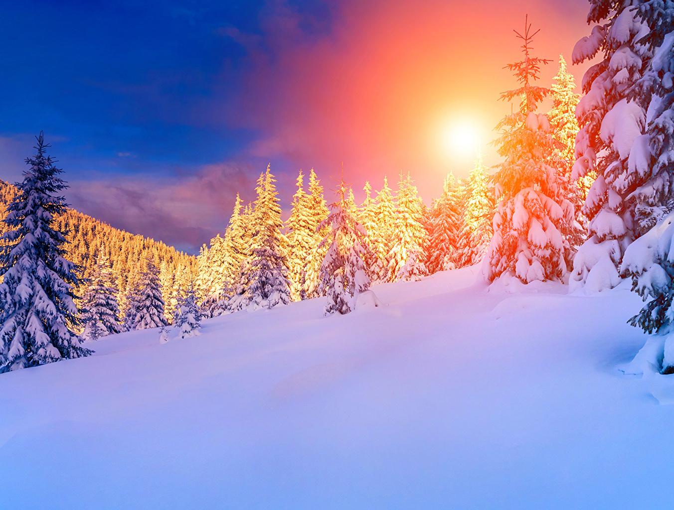 Wallpaper Nature Spruce Winter Snow Sunrises and sunsets Landscape