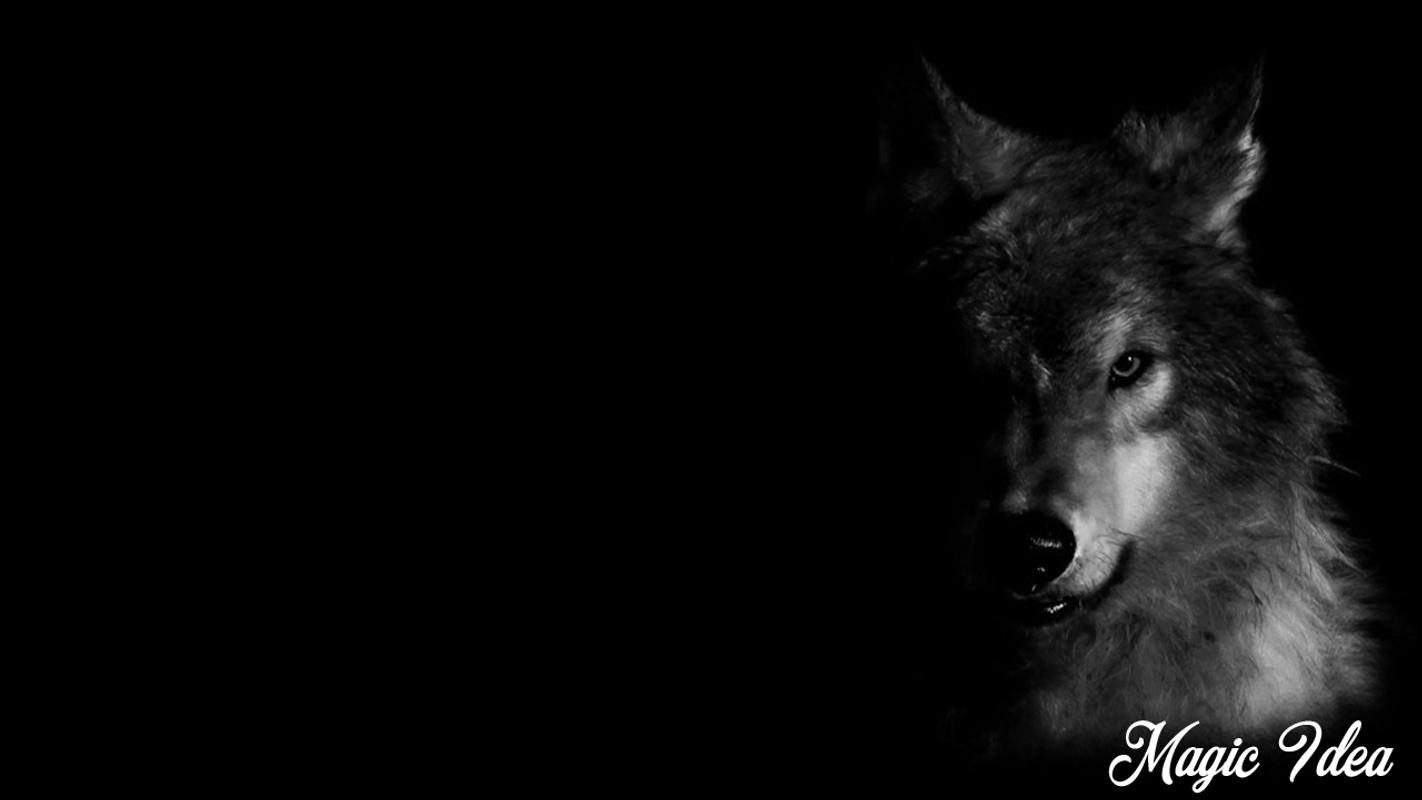 Black Wolf Wallpaper for Android