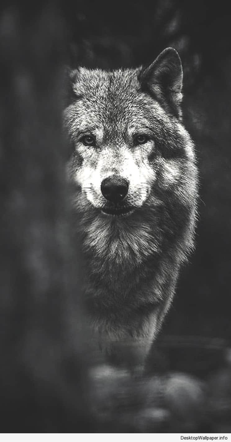 Black wolf wallpaper HD Gallery