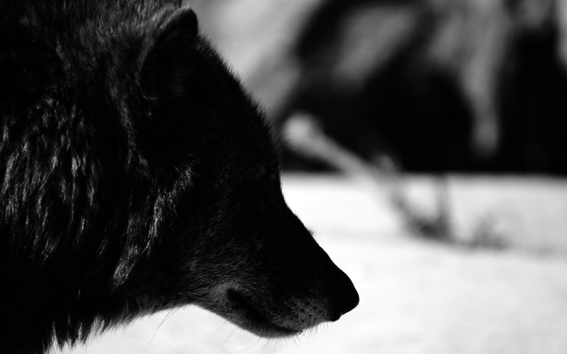 Black And White Wolf Wallpaper , Download 4K Wallpaper For Free
