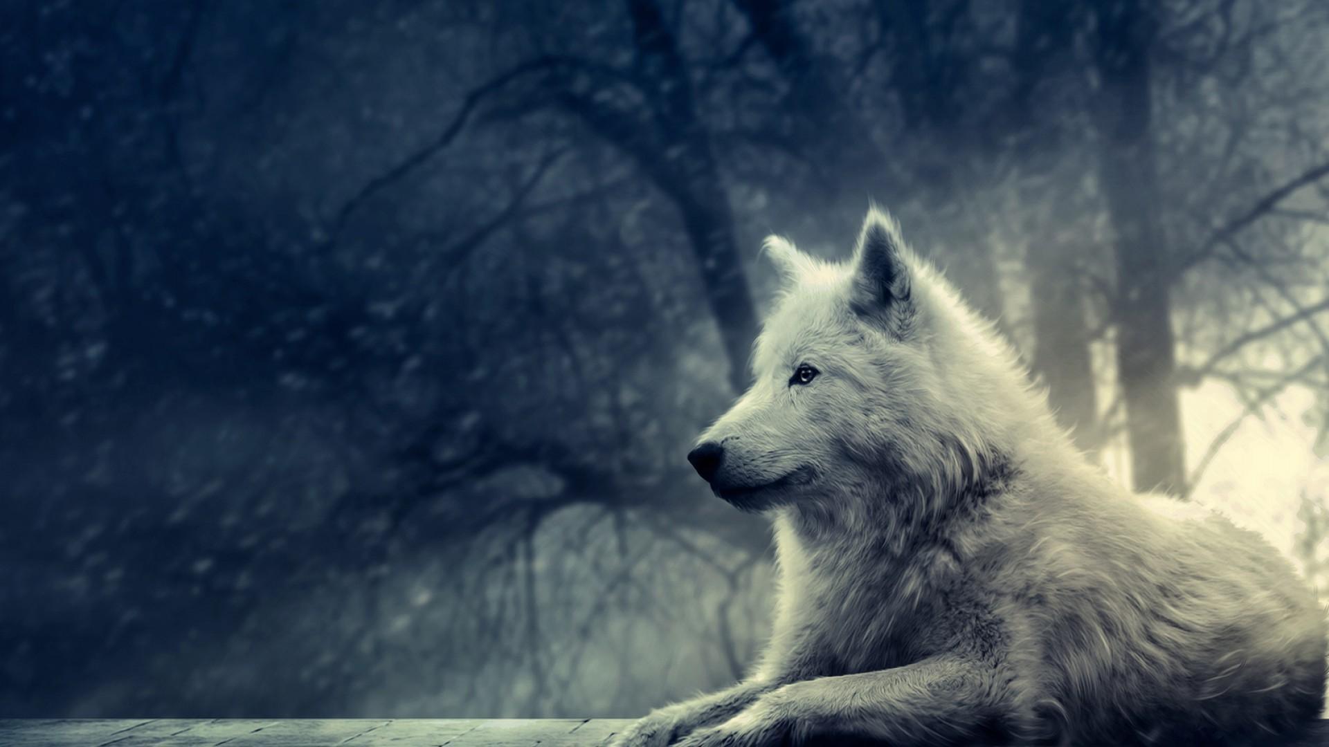 Cool Picture Of Wolves Wallpaper