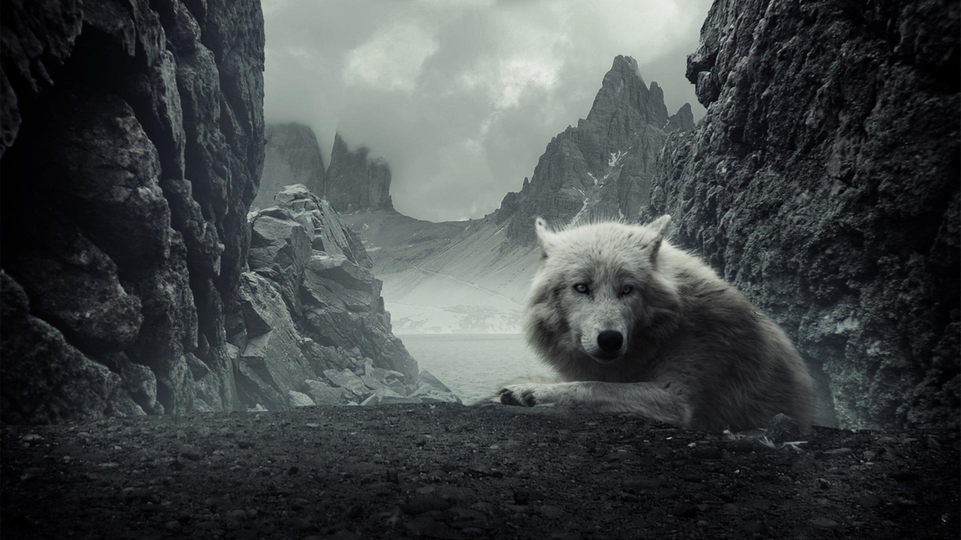 Mountains dark animals rocks wolves wallpaper