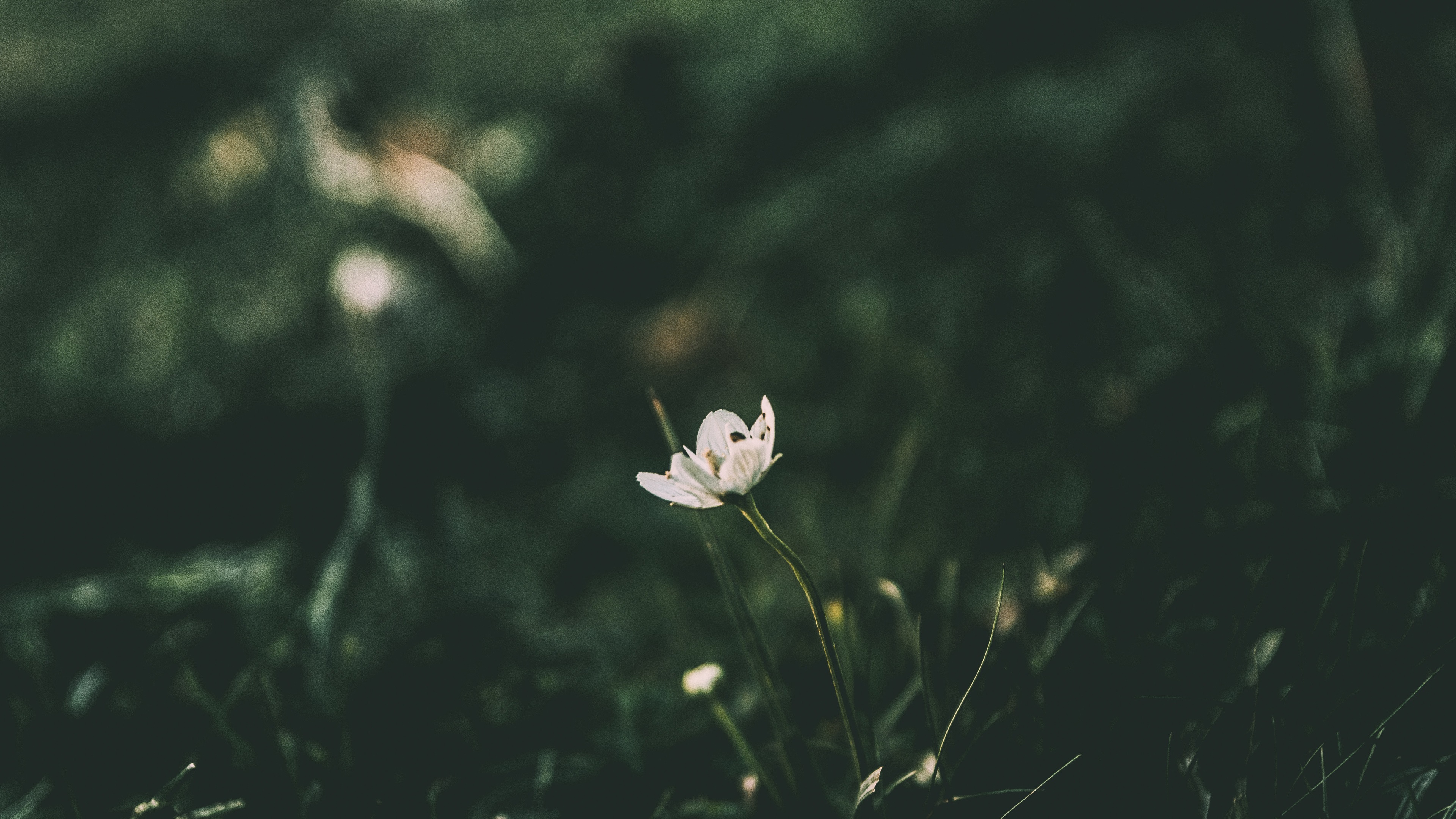 Wallpaper White little flower, blurry background 3840x2160 UHD 4K