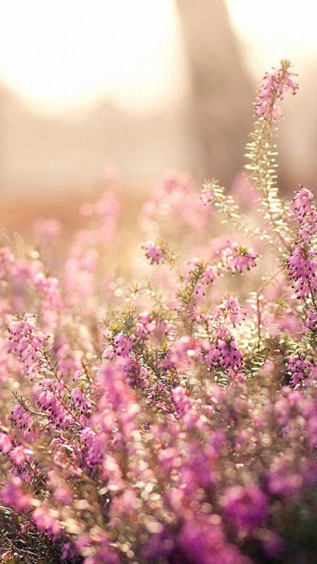 Nature Spring Bloomy Flowers Blurry iPhone 6 Wallpaper Download