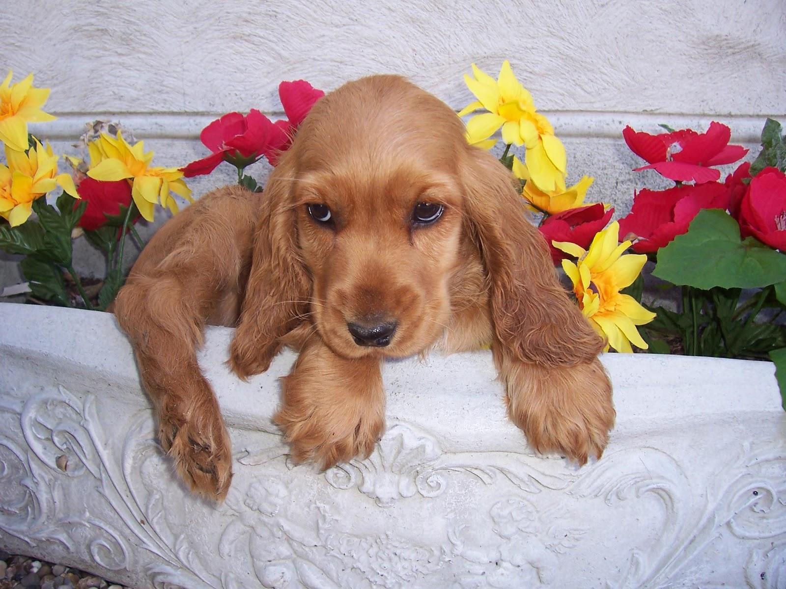 Cocker Spaniel Wallpapers - Wallpaper Cave