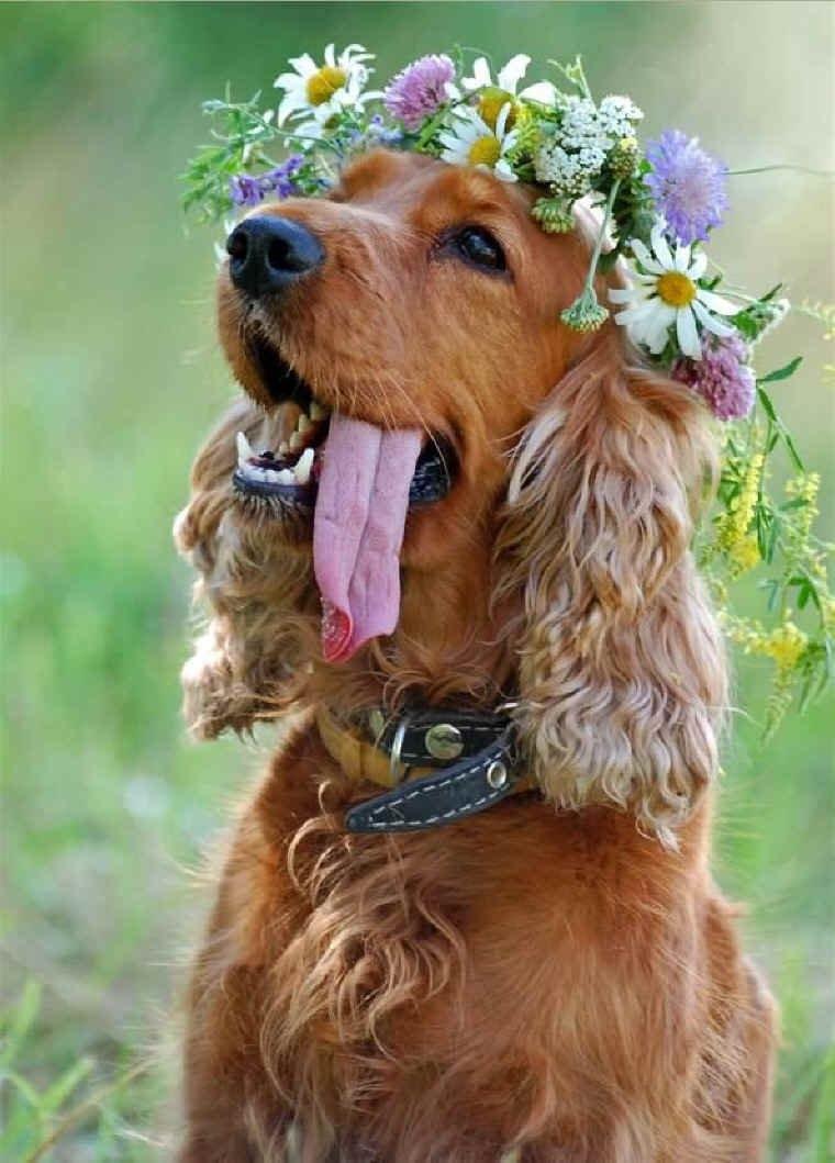 Cute English Cocker Spaniel photo and wallpaper. Beautiful Cute