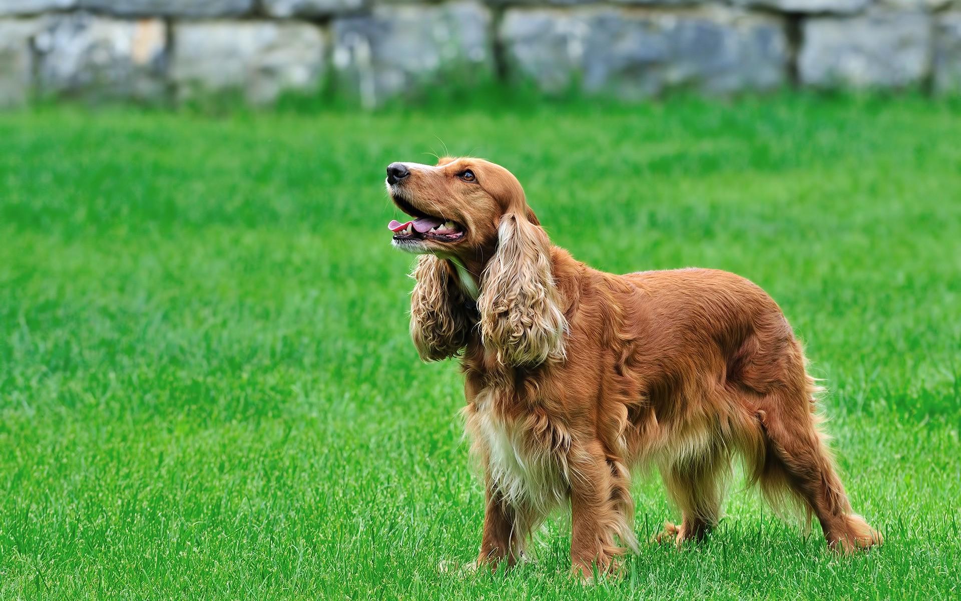English Cocker Spaniel HD Wallpaper. Background Imagex1200