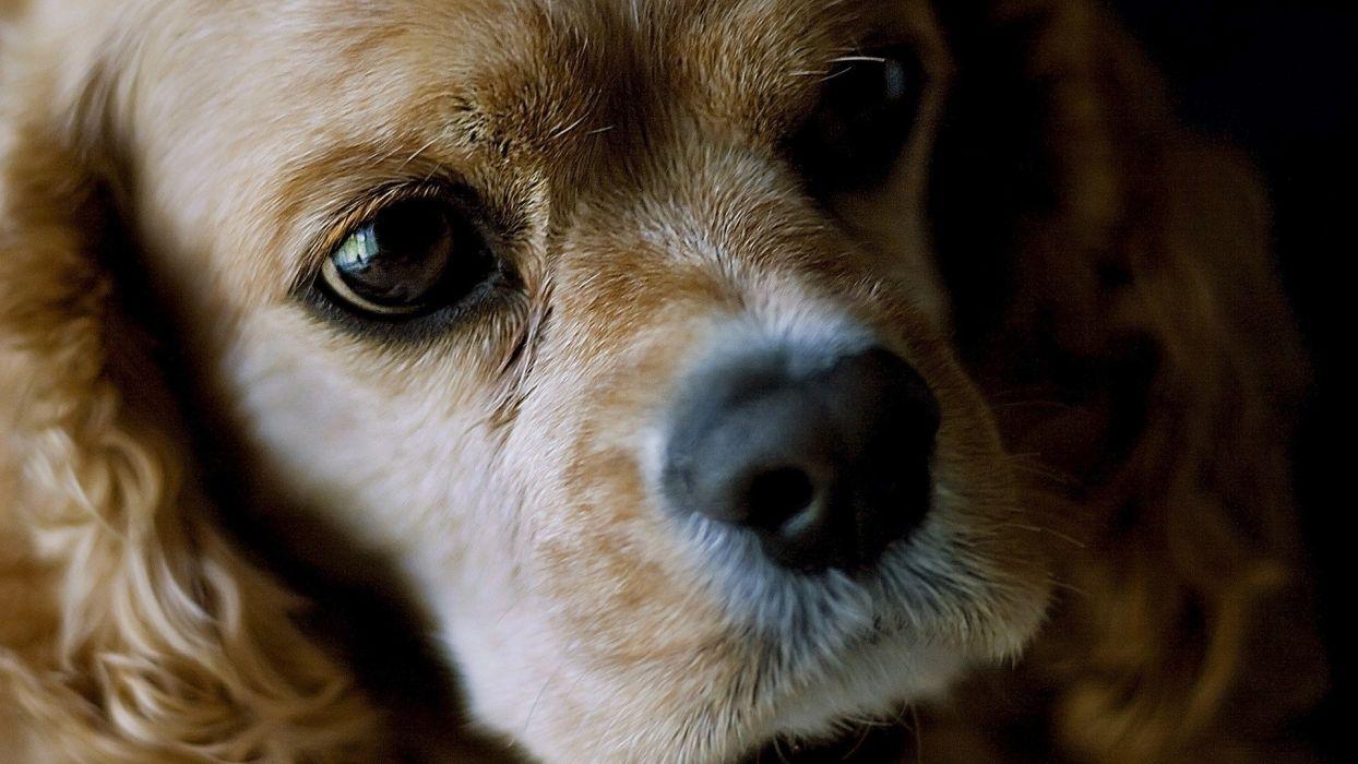 Animals dogs Cocker Spaniel wallpaperx1080
