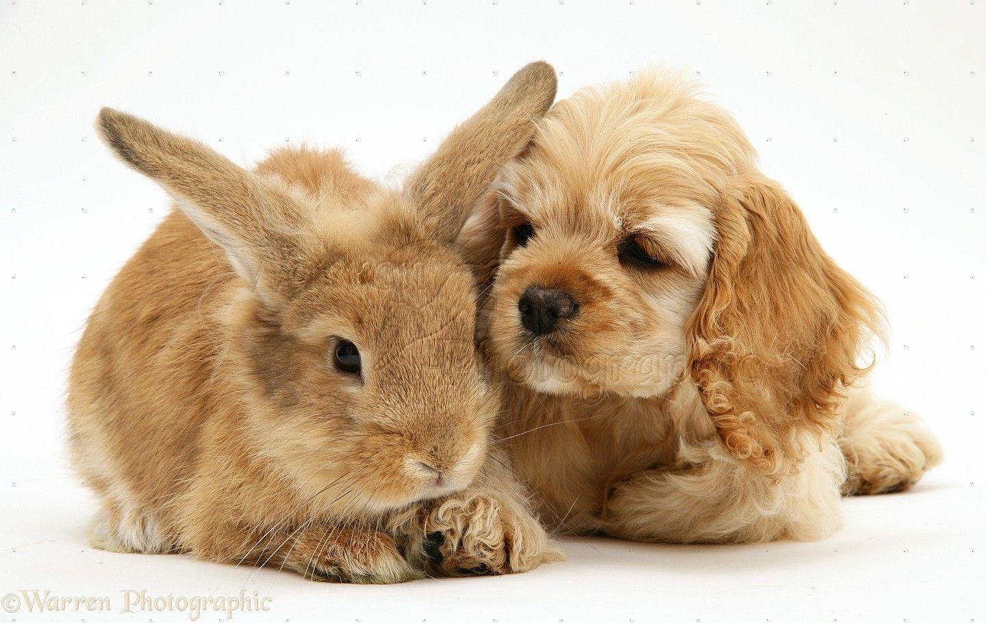 American Cocker Spaniel wallpaper HDd flower pets