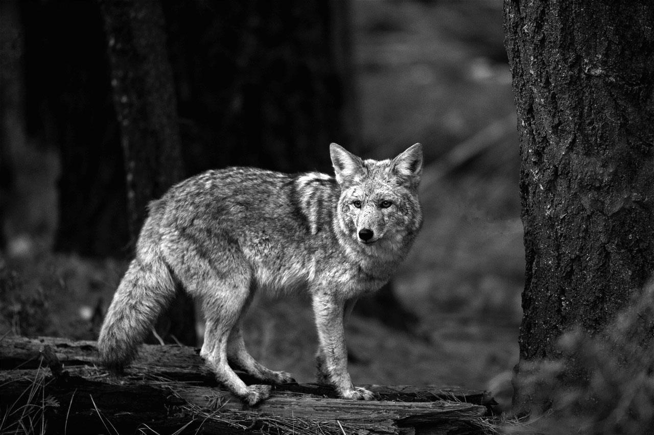 Coyote Wallpaper and Background Image