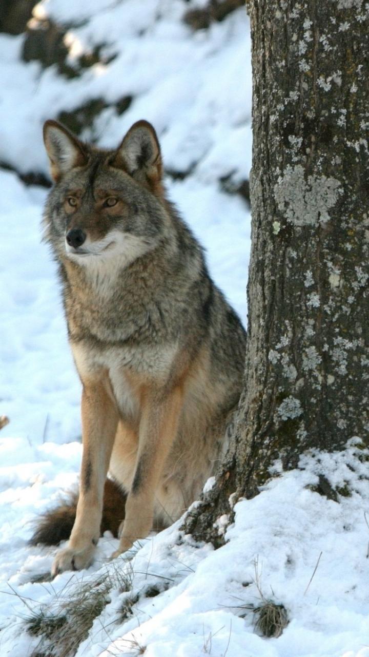 Animal Coyote (720x1280) Wallpaper